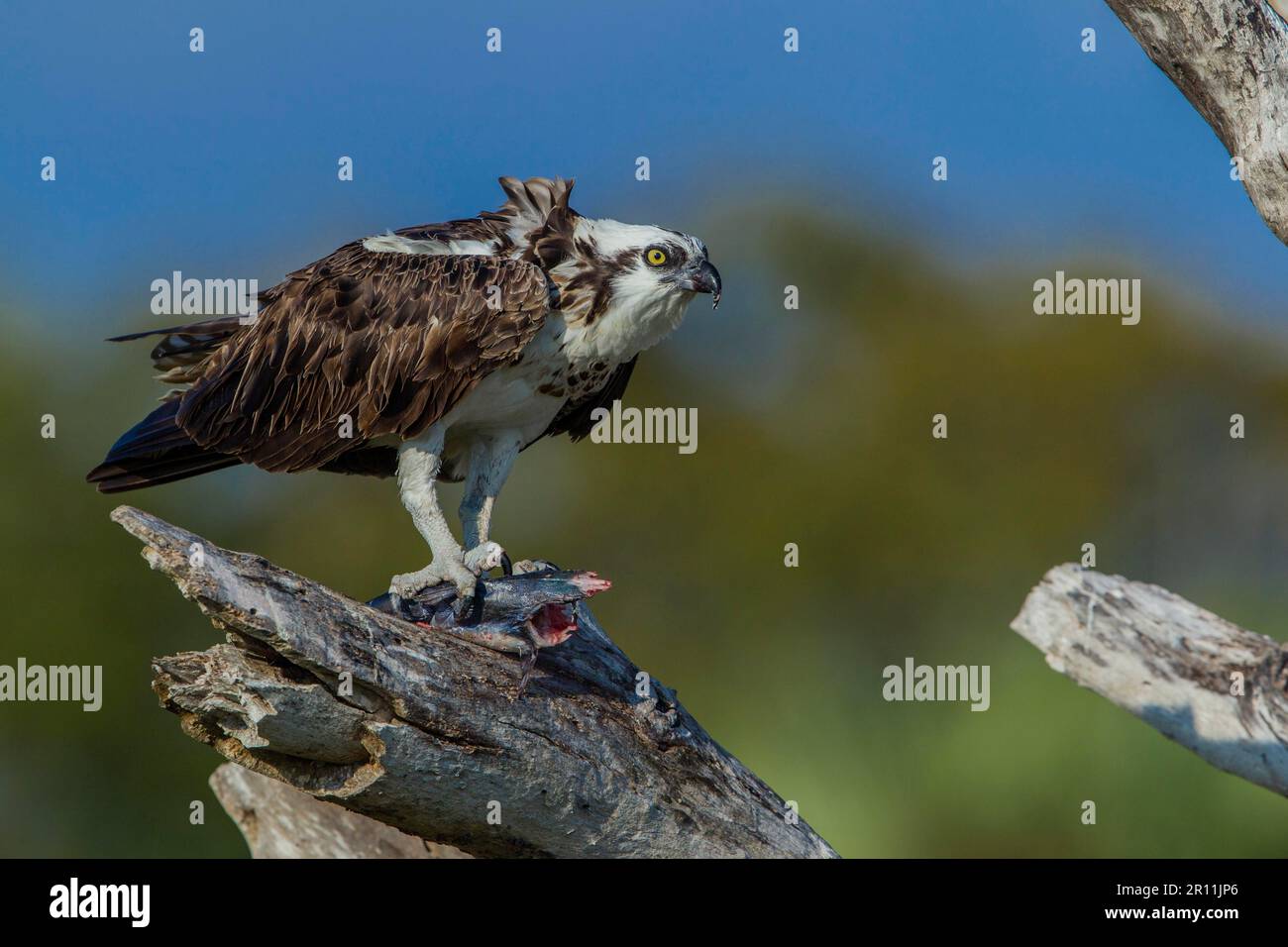 La proie occidentale (Pandion haliatus), Floride Banque D'Images