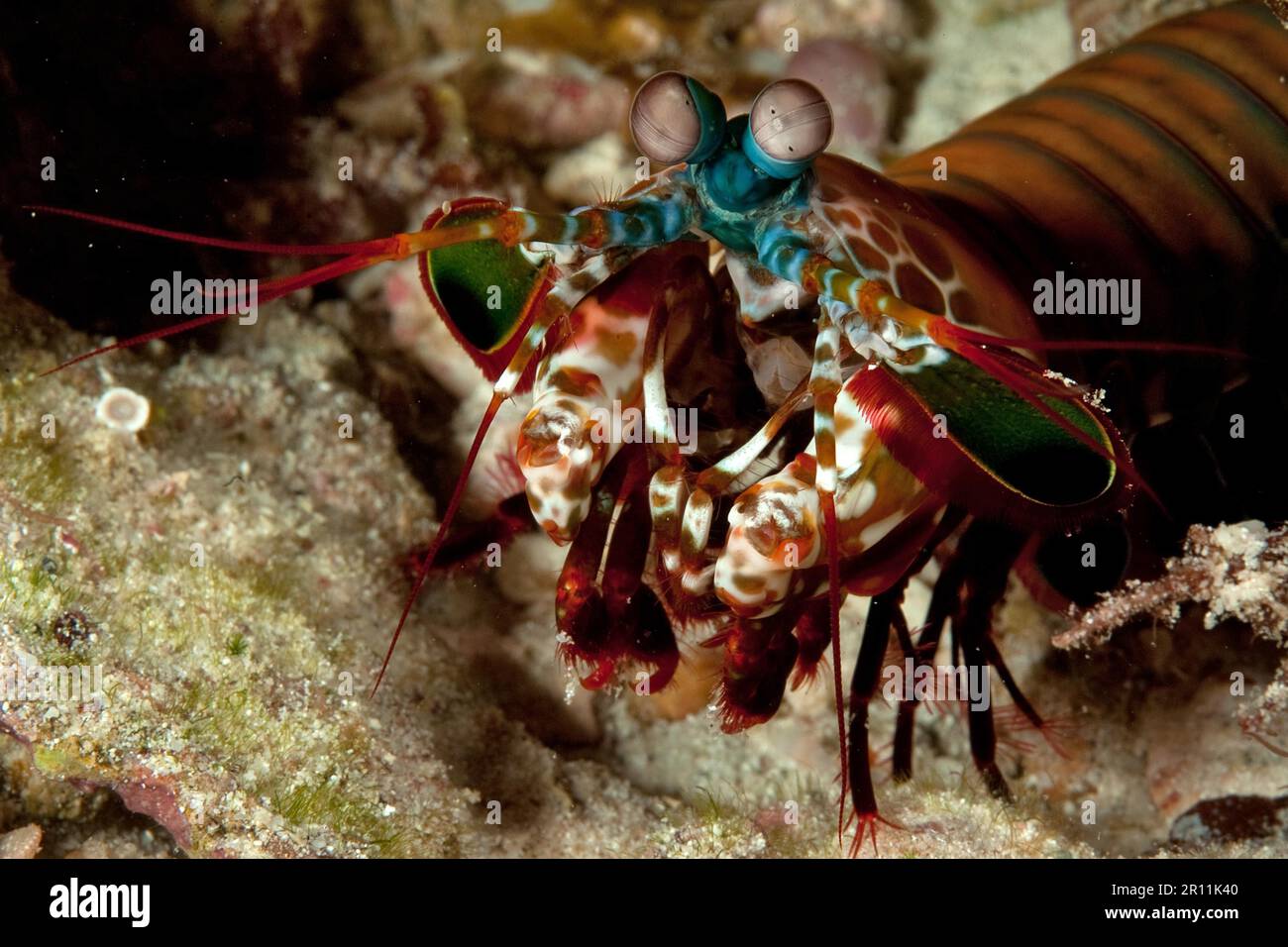 Crevettes paacock mantis (Odontodactylus scyllarus), indopacifiques Banque D'Images