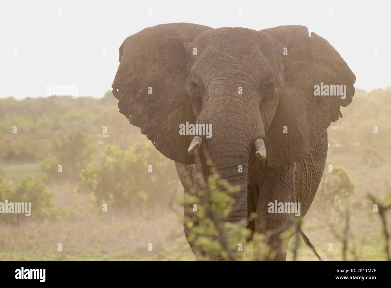 Éléphant en safari dans la réserve naturelle de Laikipia Banque D'Images