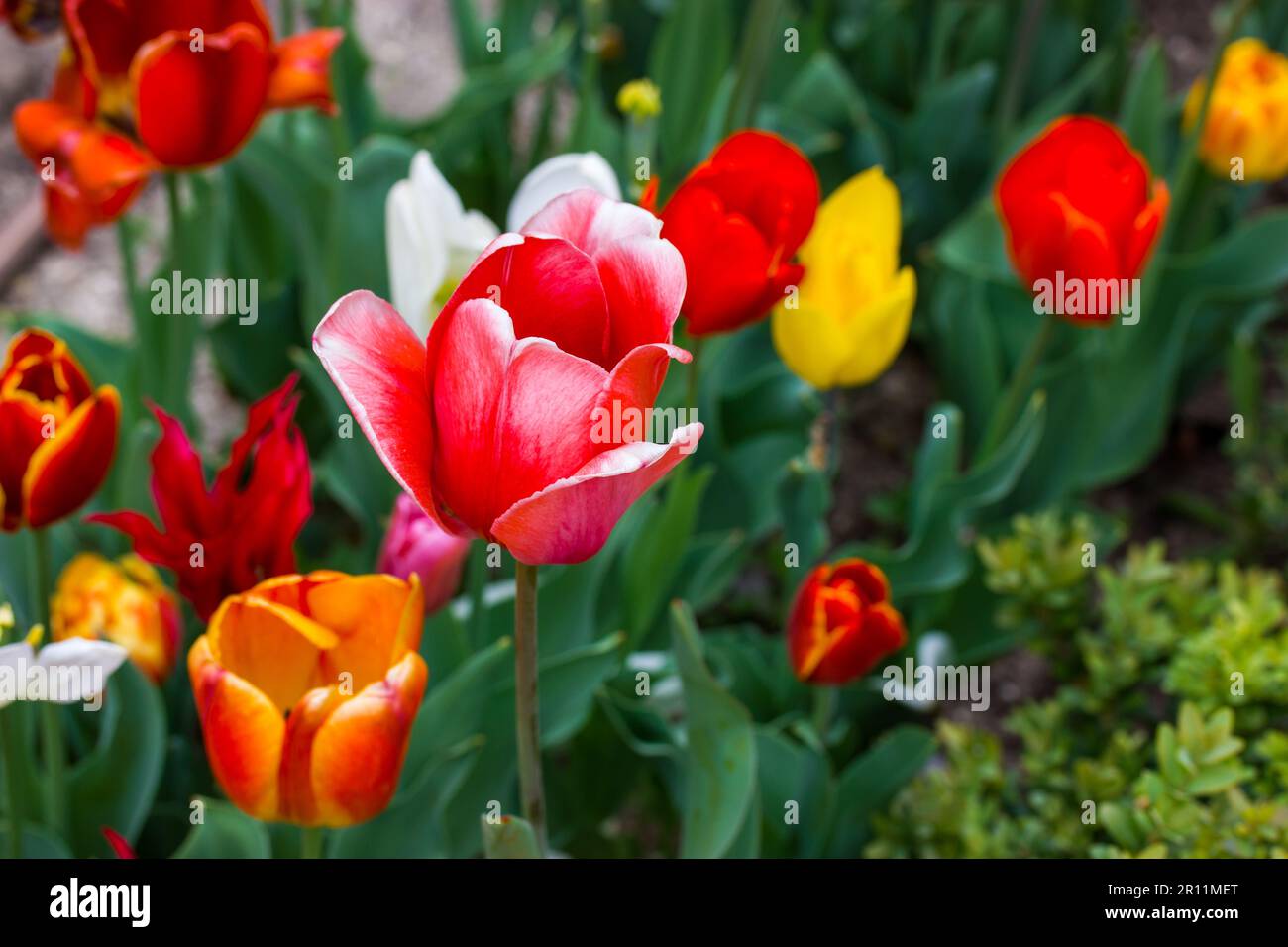 Des tulipes parfumées multicolores de fleurs roses rouges jaunes poussent dans un lit de fleurs dans un jardin, un parc, un verger le jour du printemps. Bulbe plantes en croissance et de soins. FL Banque D'Images