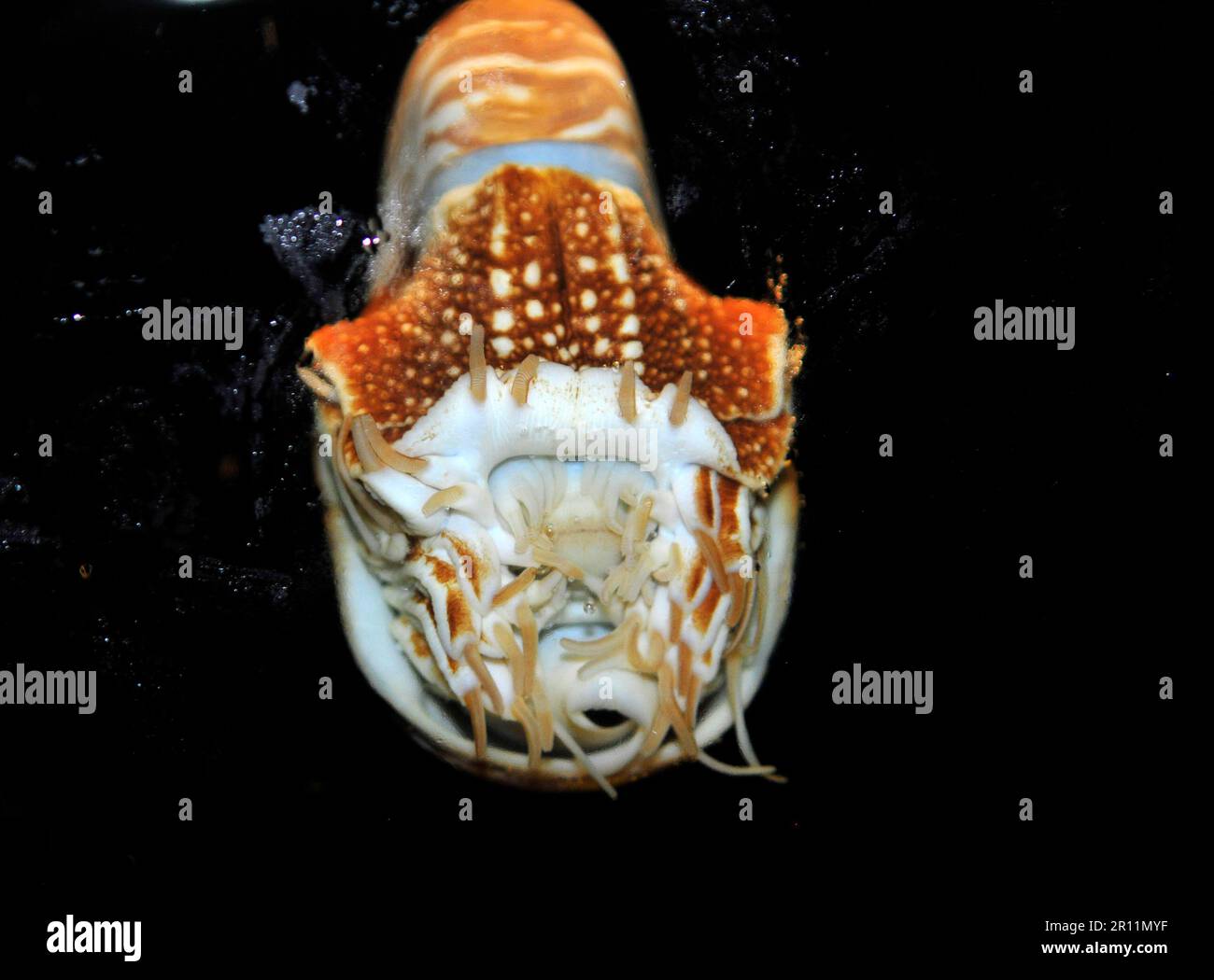 Un Nautilus belauensis dans le monde Sea Life Ocean à Bangkok, en Thaïlande. Banque D'Images