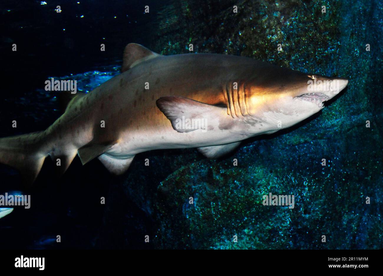 Sea Life Ocean World à Bangkok, Thaïlande. Banque D'Images