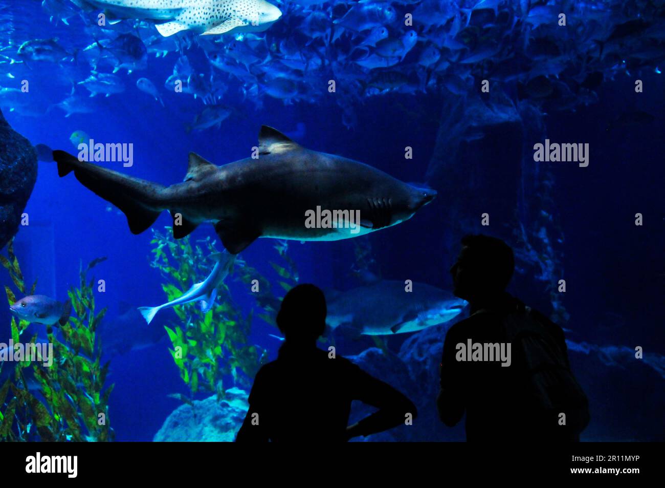 Sea Life Ocean World à Bangkok, Thaïlande. Banque D'Images