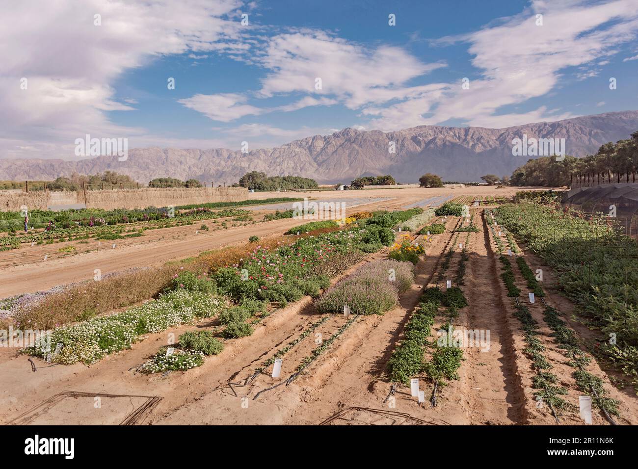 Ferme expérimentale dans le désert d'Arava dans la vallée du Rift en Israël avec les montagnes de Jordanie et un ciel partiellement nuageux en arrière-plan Banque D'Images