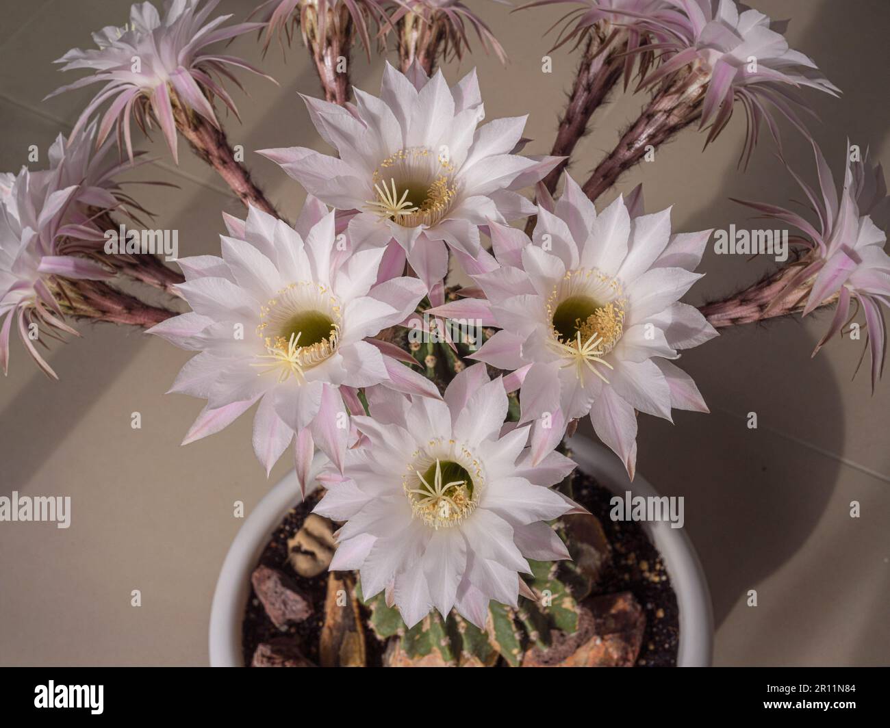 Groupe de quatre nénuphars blancs Echinopsis eyriesii fleurs de cactus illuminées par le soleil du matin, entourées de huit autres fleurs et tiges Banque D'Images