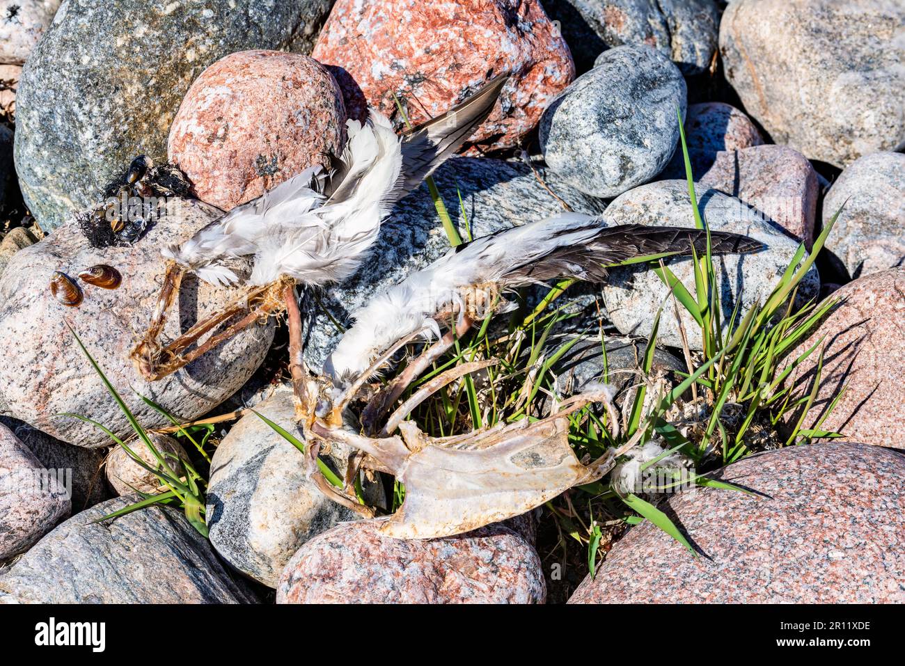 Restes d'une mouette sur l'île Ryssklobben, Inkoo, Finlande Banque D'Images