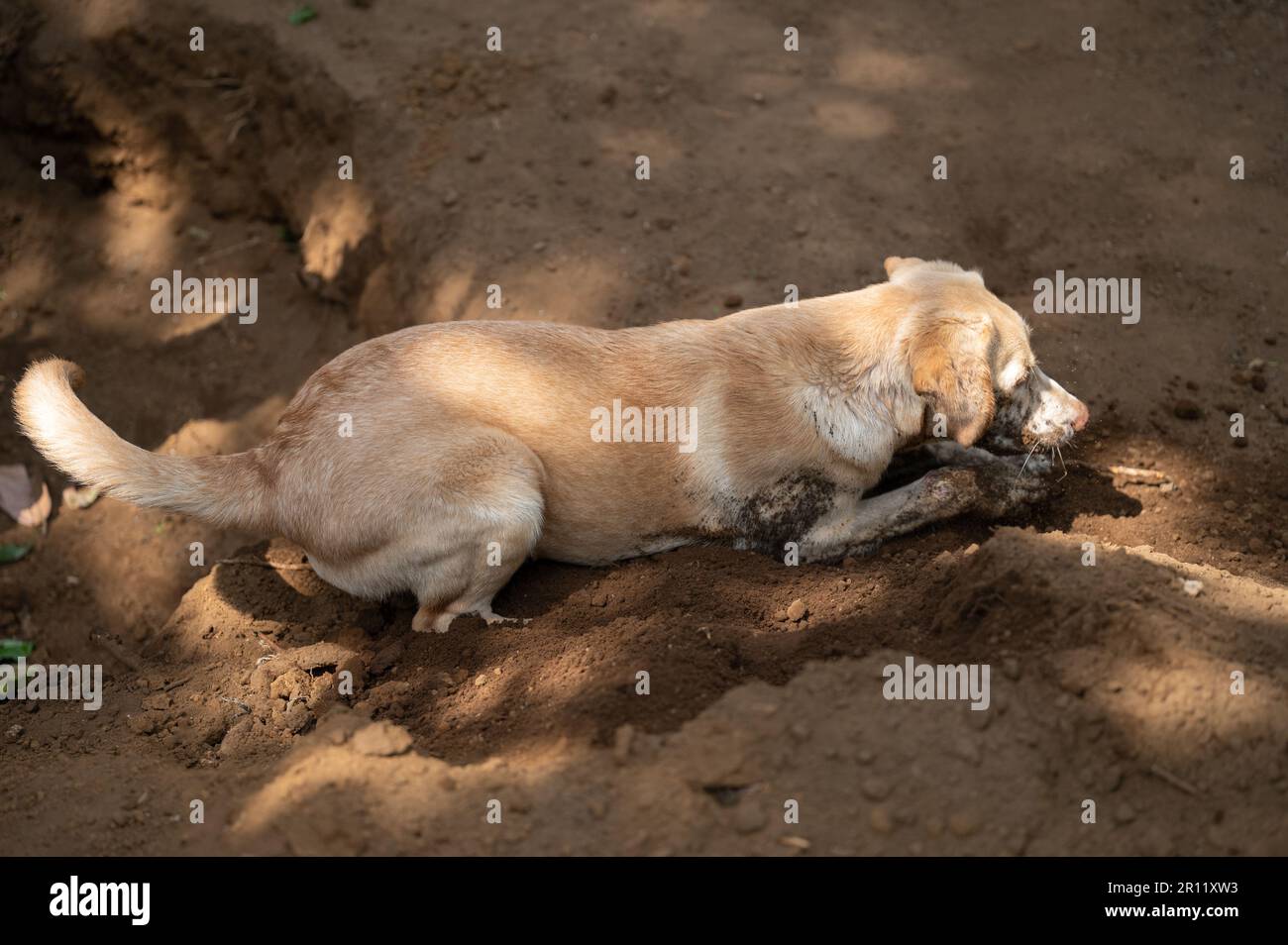 Le chien du Labrador creuse un trou dans la poussière de boue et joue avec le sol Banque D'Images