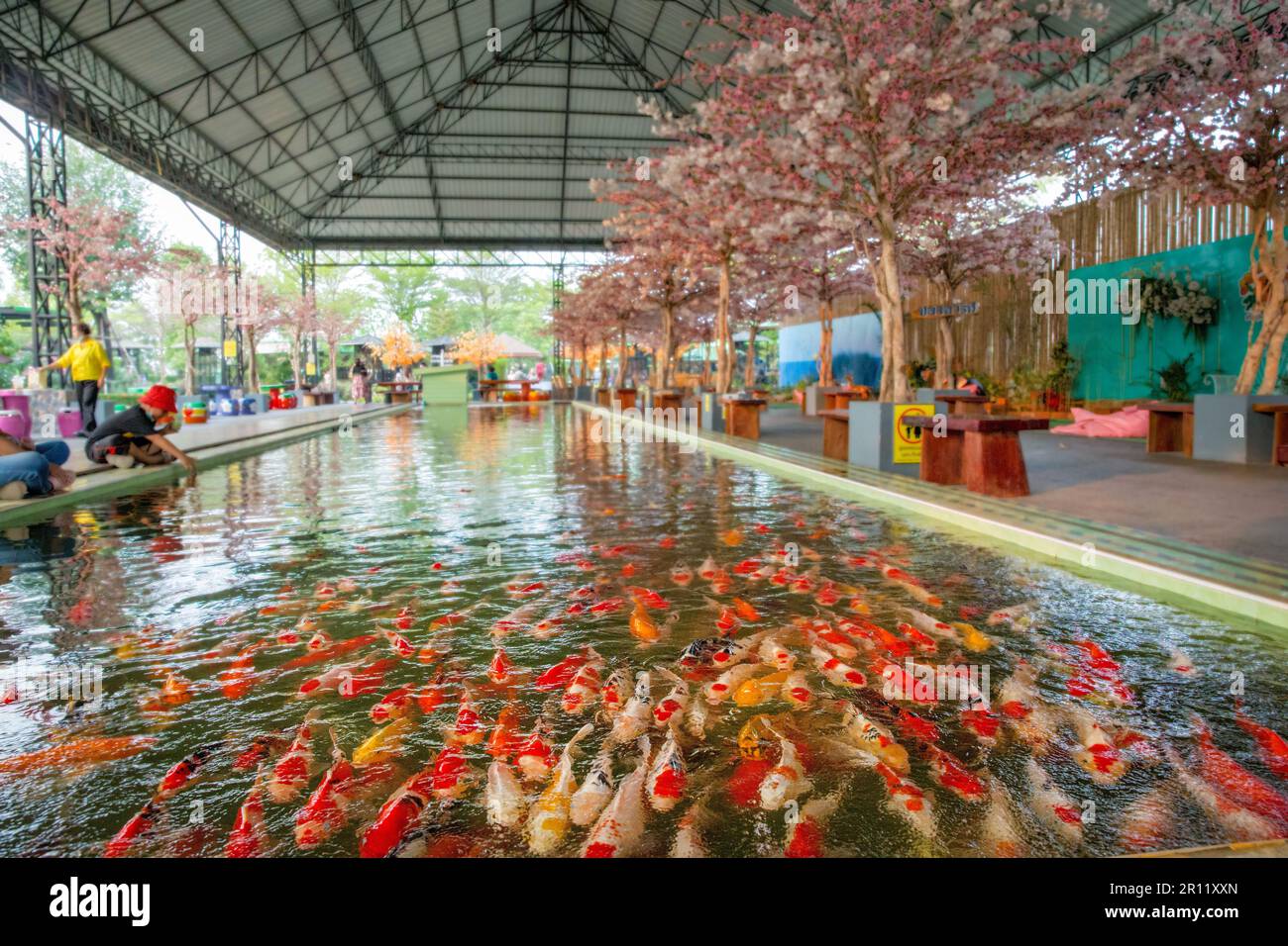 Ayutthaya, Thaïlande - 6 mars 2023 : mouvement des Carpes de fantaisie poissons ou Koi nager dans l'étang dans le zoo de Sriayuthaya Parc du Lion célèbre pour les gens thaïlandais et Banque D'Images