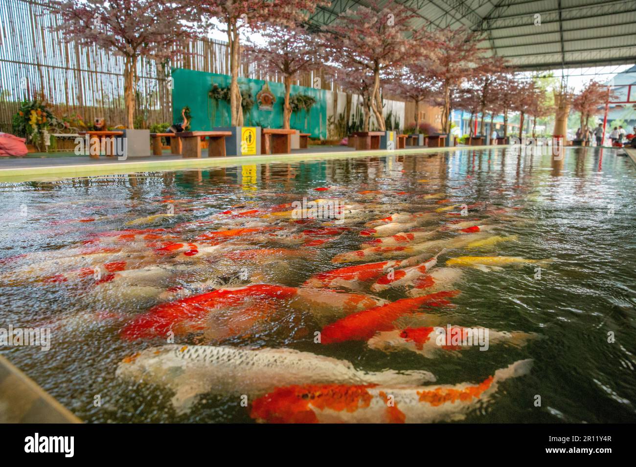 Ayutthaya, Thaïlande - 6 mars 2023 : mouvement des Carpes de fantaisie poissons ou Koi nager dans l'étang dans le zoo de Sriayuthaya Parc du Lion célèbre pour les gens thaïlandais et Banque D'Images