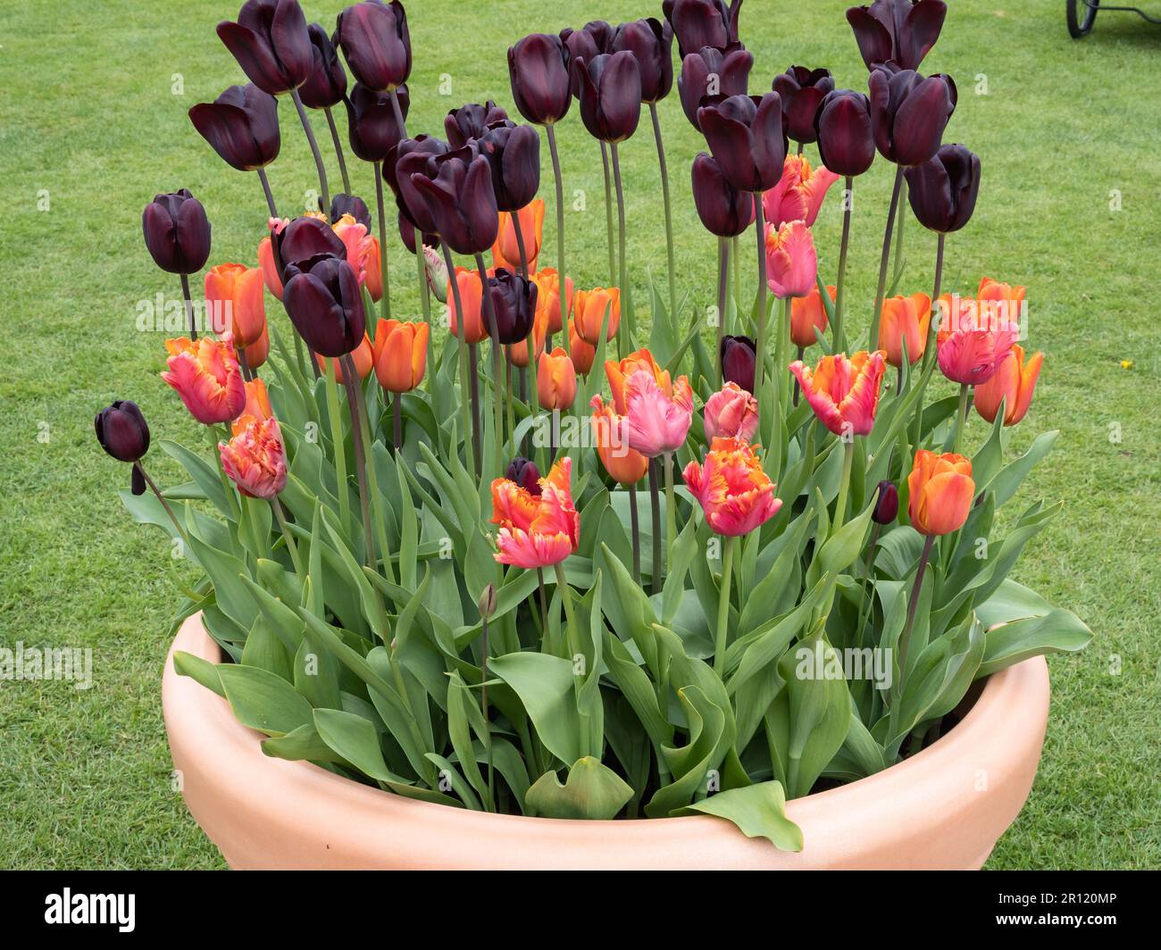 Tulipes orange et pourpre dans une casserole Banque D'Images