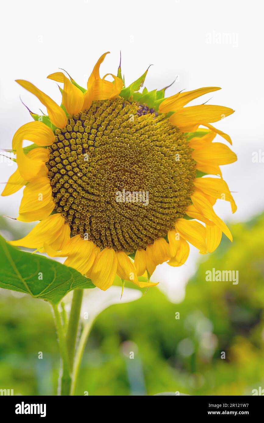 Culture du tournesol au lever du soleil dans le jardin Banque D'Images