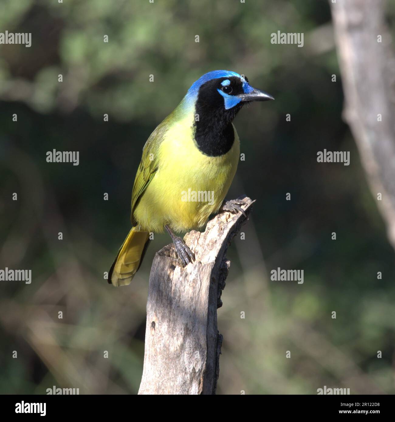 Un geai vert aux couleurs vives (Cyanocorax luxuosus) perché sur une souche d'arbre Banque D'Images