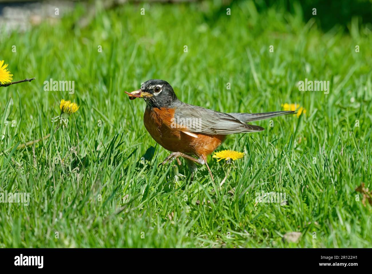 Le robin américain (Turdus migratorius) apporte des vers et des vers de terre aux jeunes Banque D'Images