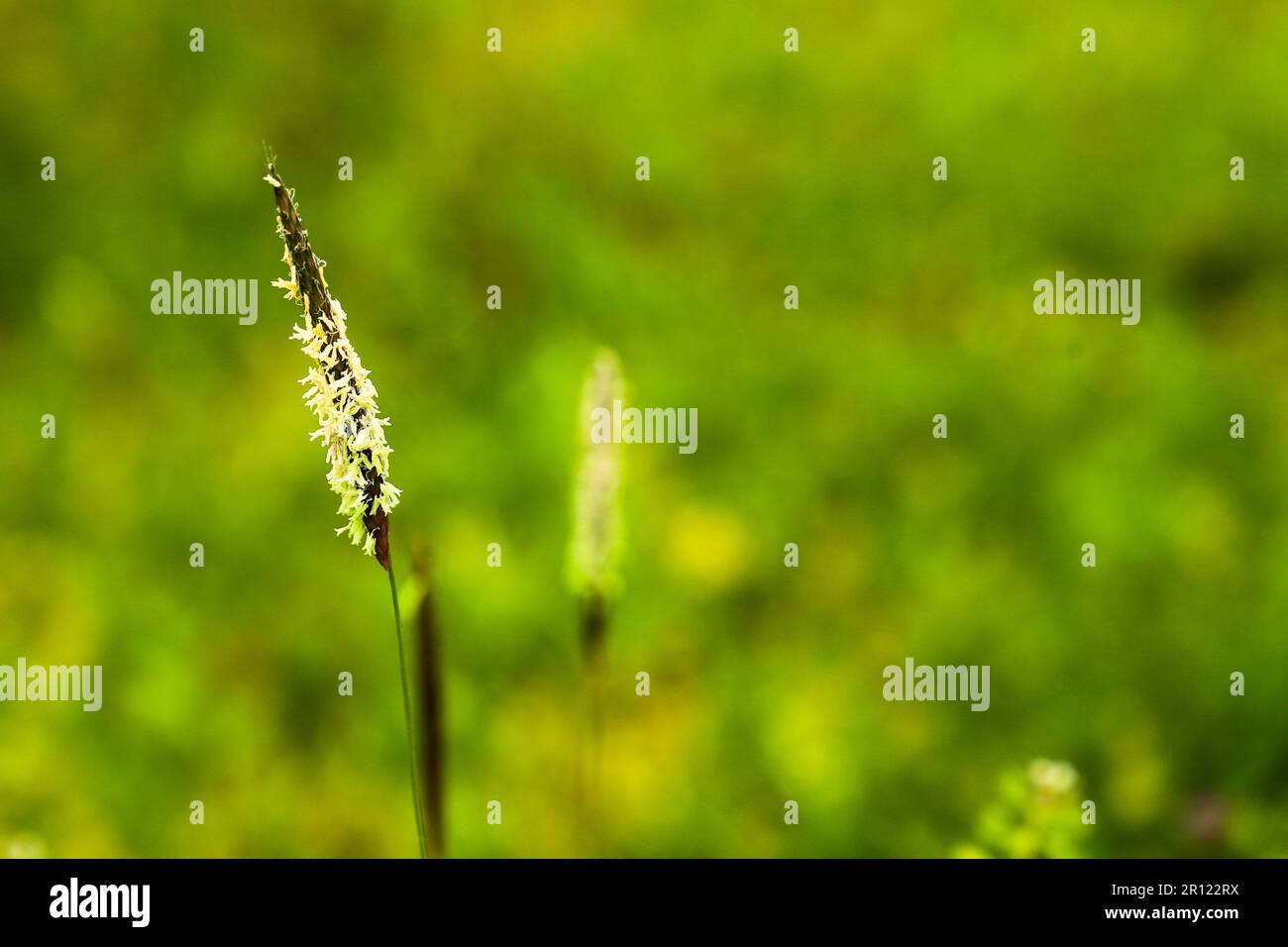 Un champ d'herbe de plumes se balance dans le vent de près. Banque D'Images