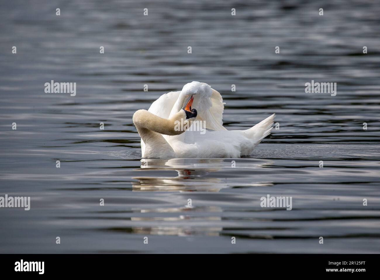 Blanc cygne muet les plumes de présage sur le lac Banque D'Images