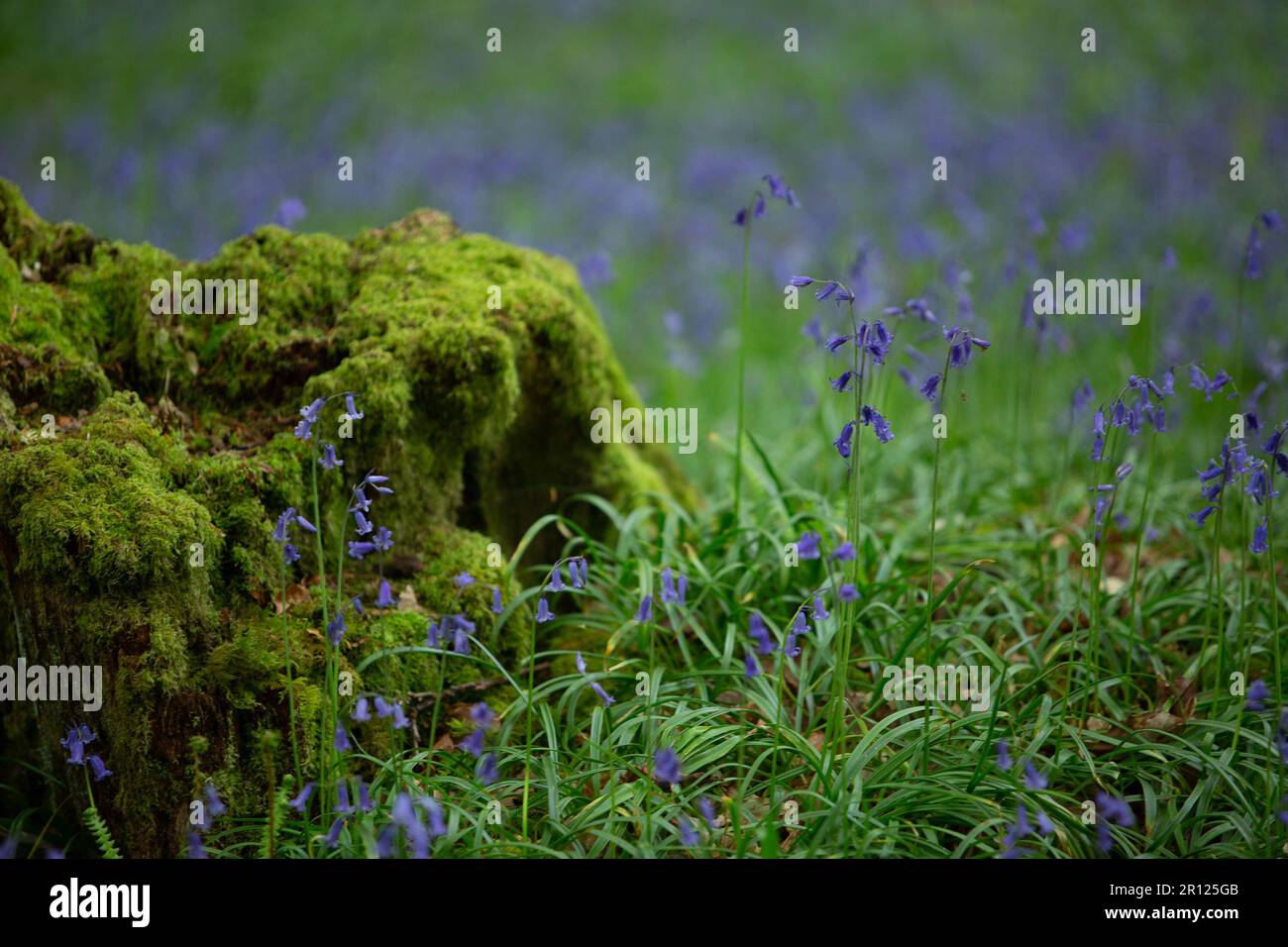 Bluebells dans les bois de Tomnafinnoge, Irlande Banque D'Images
