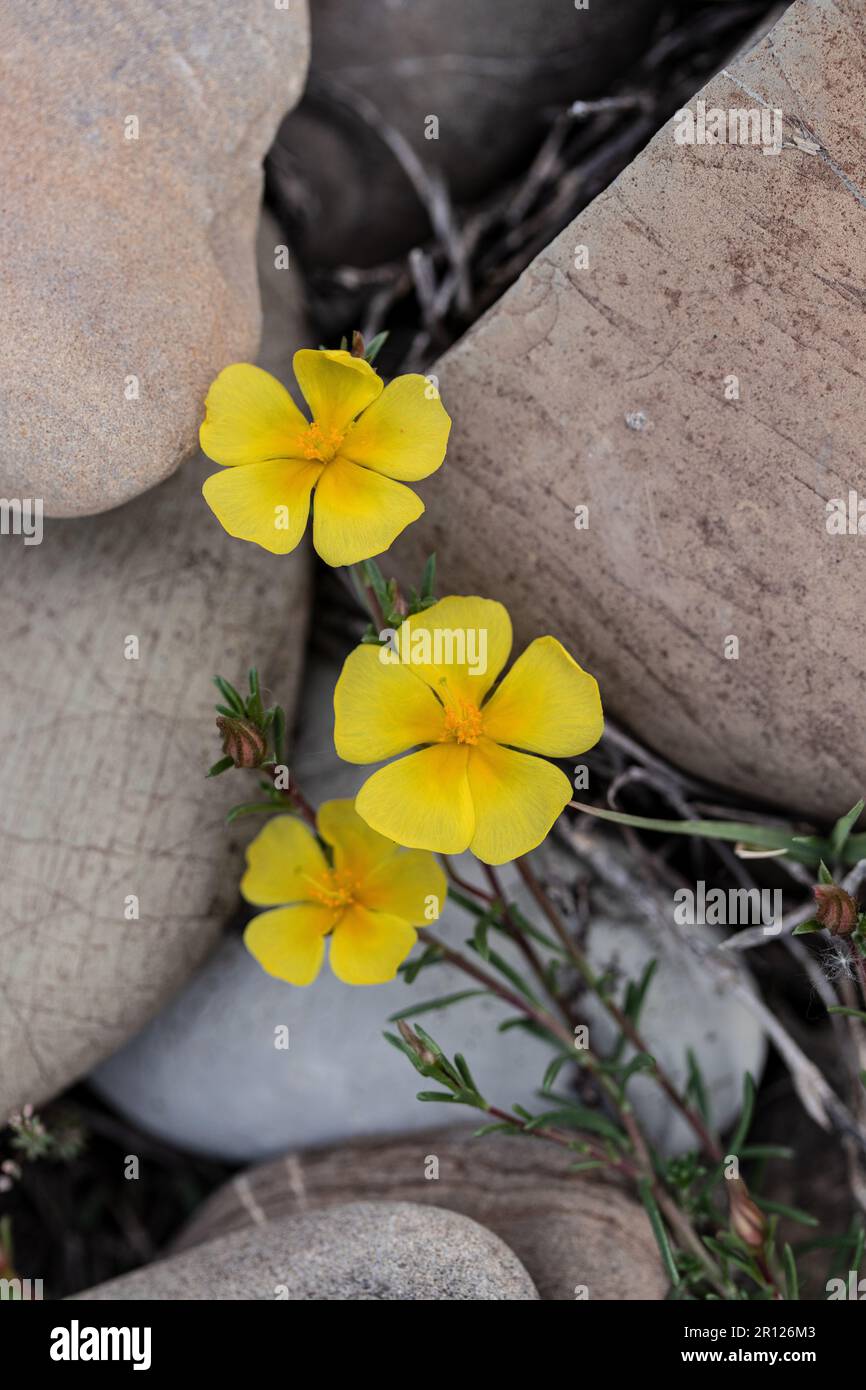 Fleurs d'Eliantemo cultivées parmi les pierres Banque D'Images