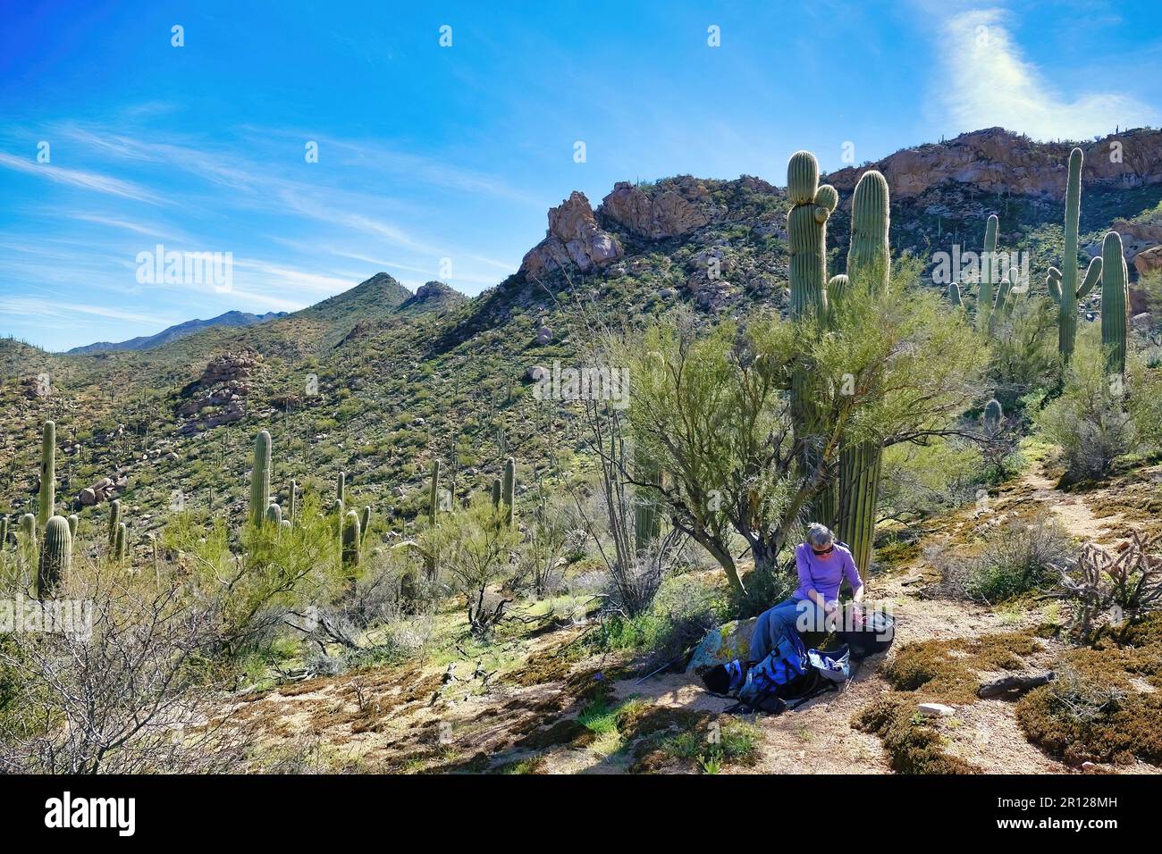 Femme d'âge moyen se reposant à l'ombre d'un cactus de saguaro dans le désert de Sonoran à signal Hill dans le parc national de Saguaro près de Tucson, Arizona, États-Unis. Banque D'Images