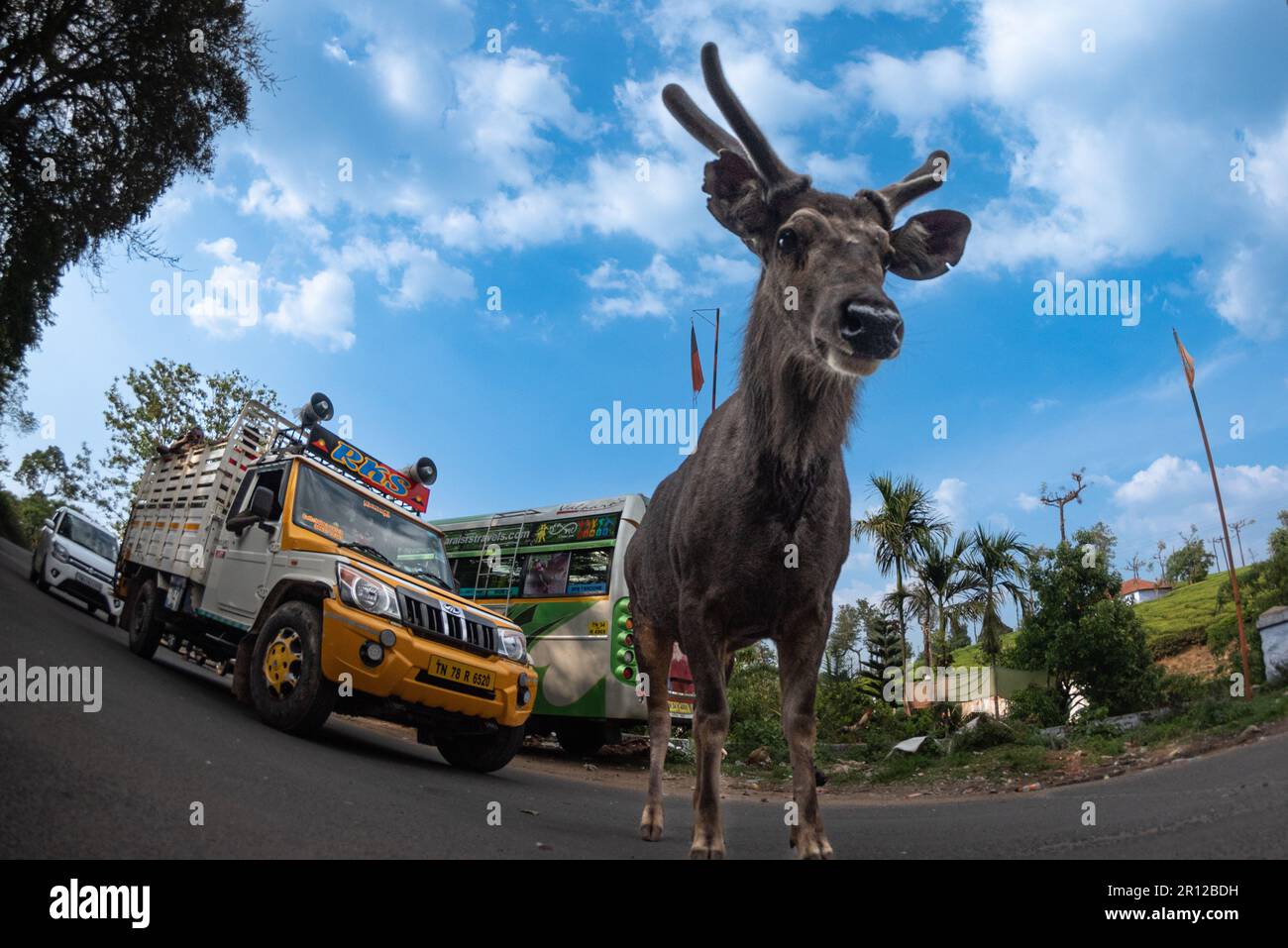Des images ÉPOUSTOUFLANTES d'un cerf de sambar vulnérable errant montrant ses yeux perplexes à un carrefour de circulation ont été capturées. Banque D'Images