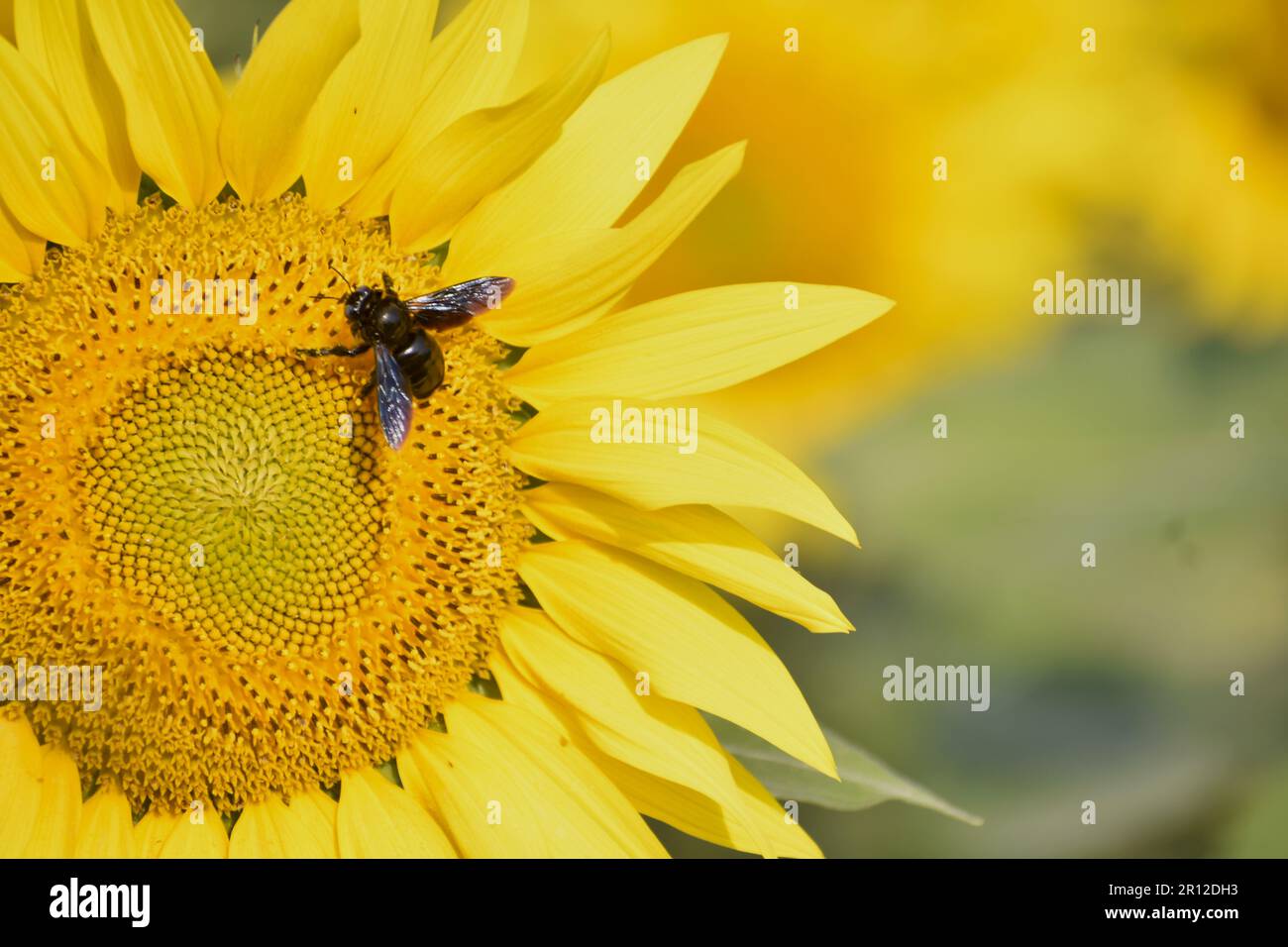 Plante de tournesol pollinisante par des abeilles. Vue macro du tournesol pollinisant les abeilles. Beau tournesol par beau temps ensoleillé avec un fond naturel. Banque D'Images