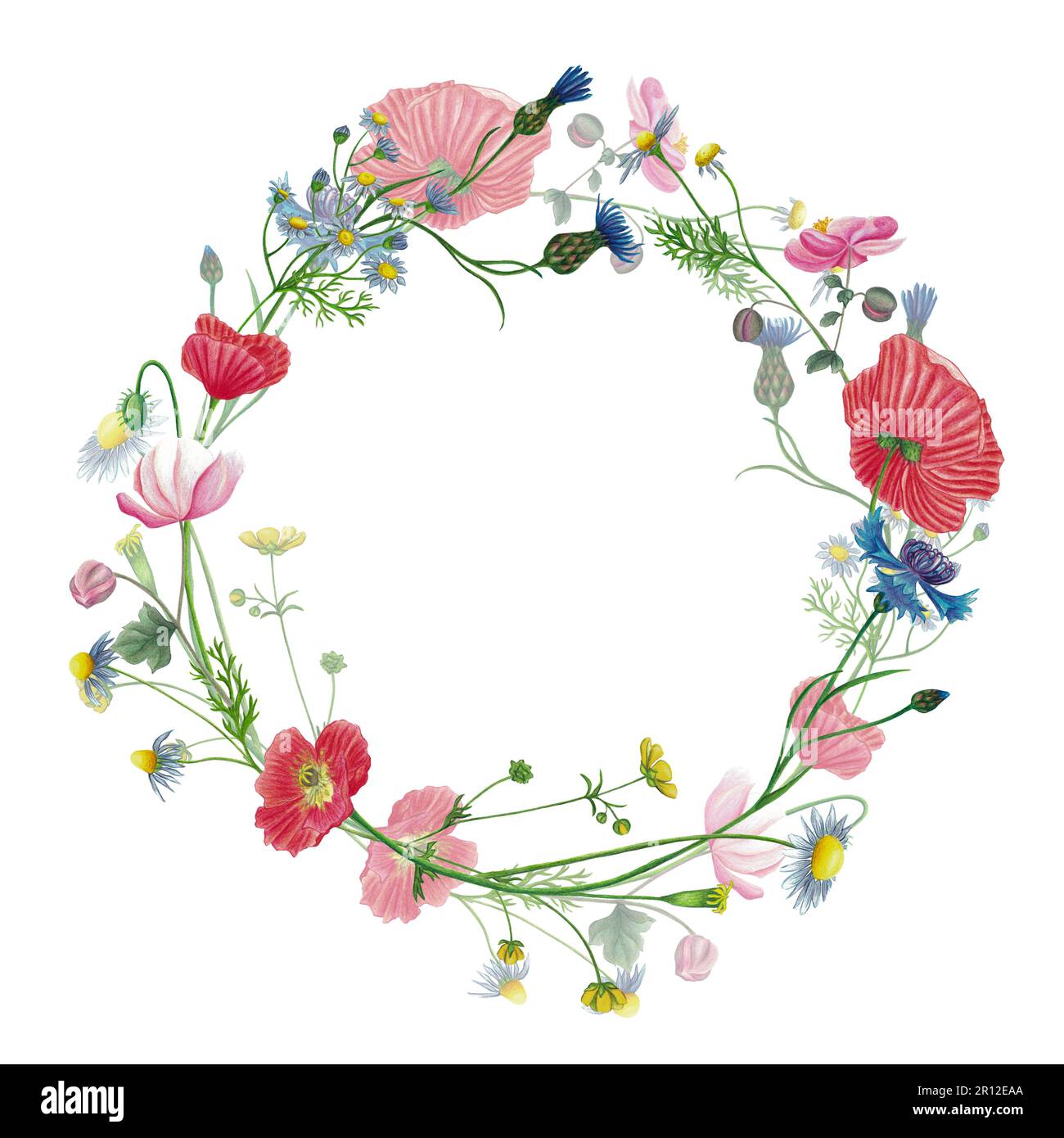 Couronne de fleurs sauvages, cadre, invitation, carte de vœux avec coquelicot rouge, camomille, fleur de maïs, anémone, ranunculus, fleur d'eryngium tirée à la main isolée Banque D'Images