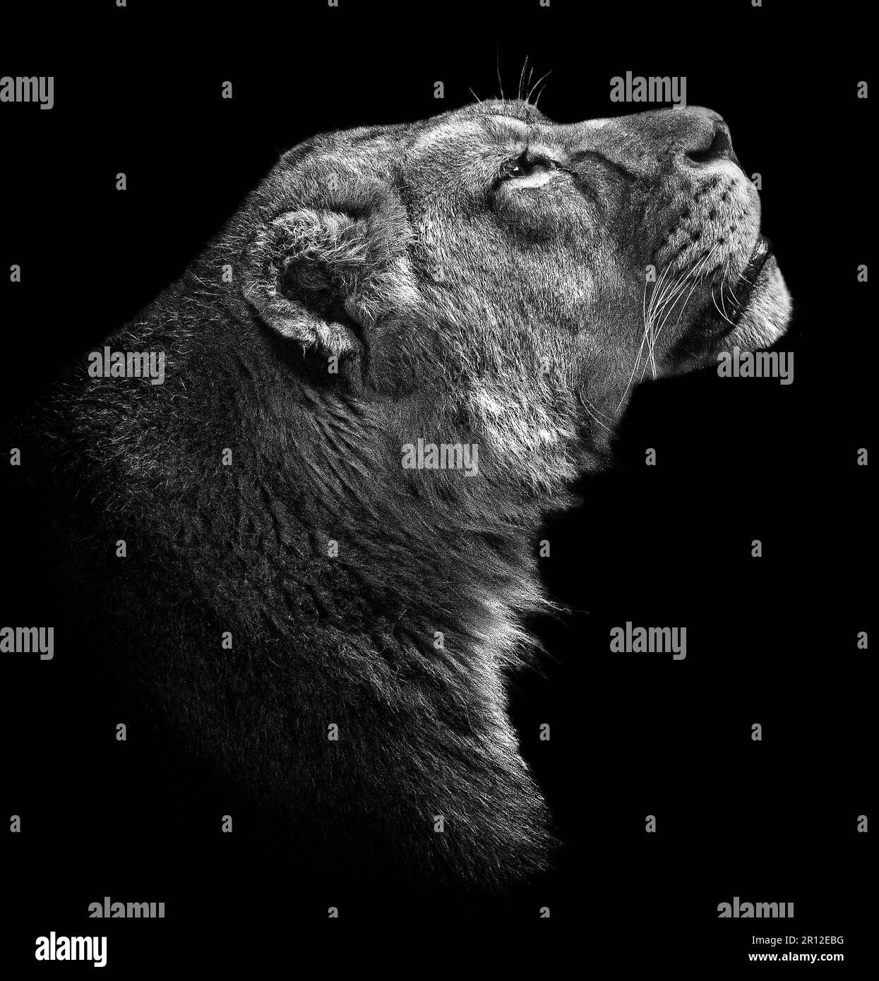 Khari donnant un profil de côté royal BLACKPOOL ZOO, ANGLETERRE. DES IMAGES EXCLUSIVES montrent le retour du célèbre lion Khari au zoo de Blackpool sur 9 mai 2023. JE Banque D'Images