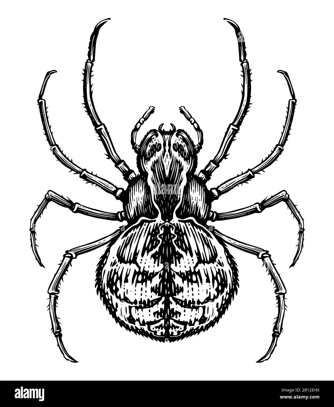 Esquisse de croisillon isolée. Vue de dessus. Illustration d'insecte dessinée à la main Banque D'Images