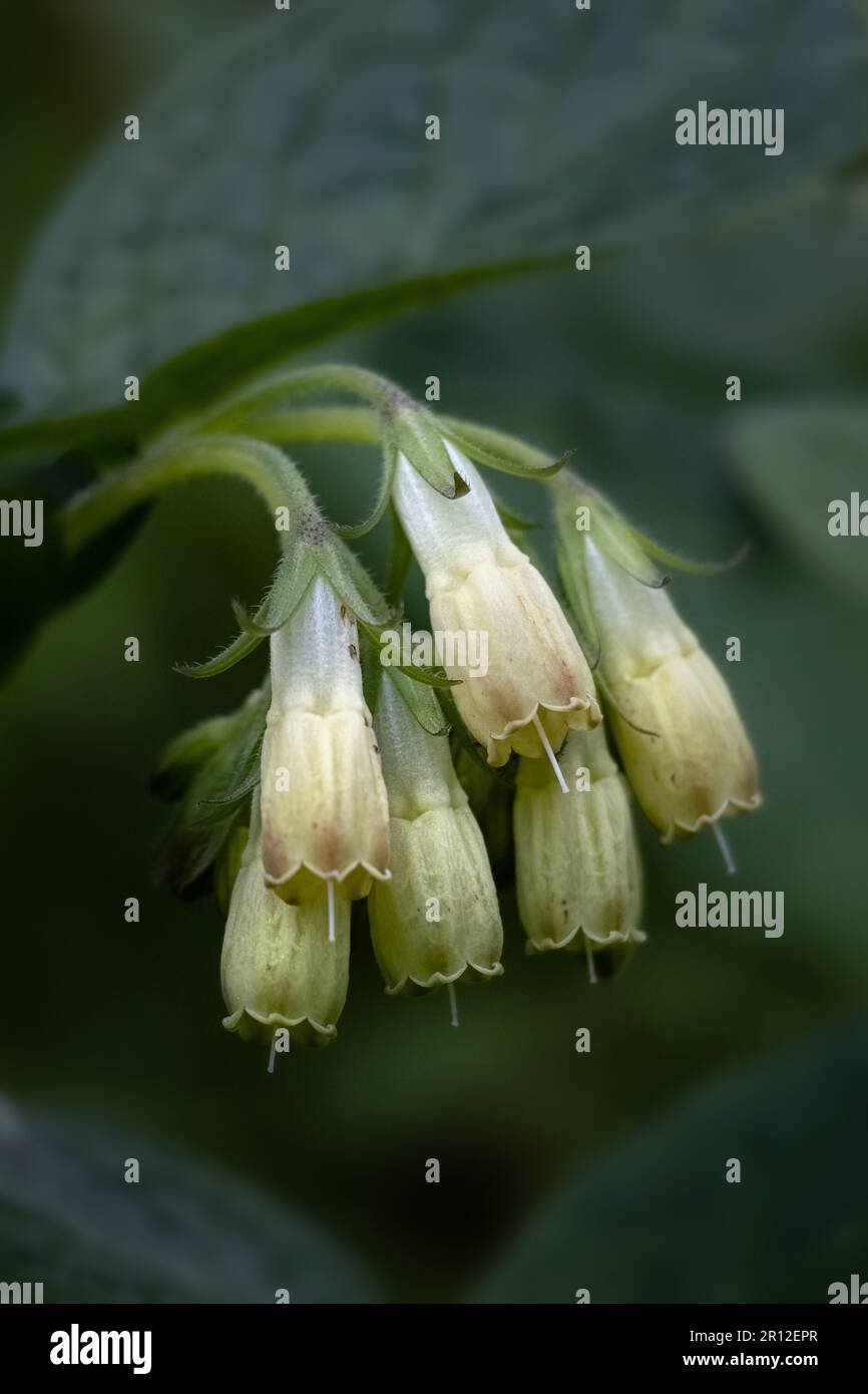 Gros plan de la Comfrey commune (Symphytum officinale) dans un jardin au printemps Banque D'Images