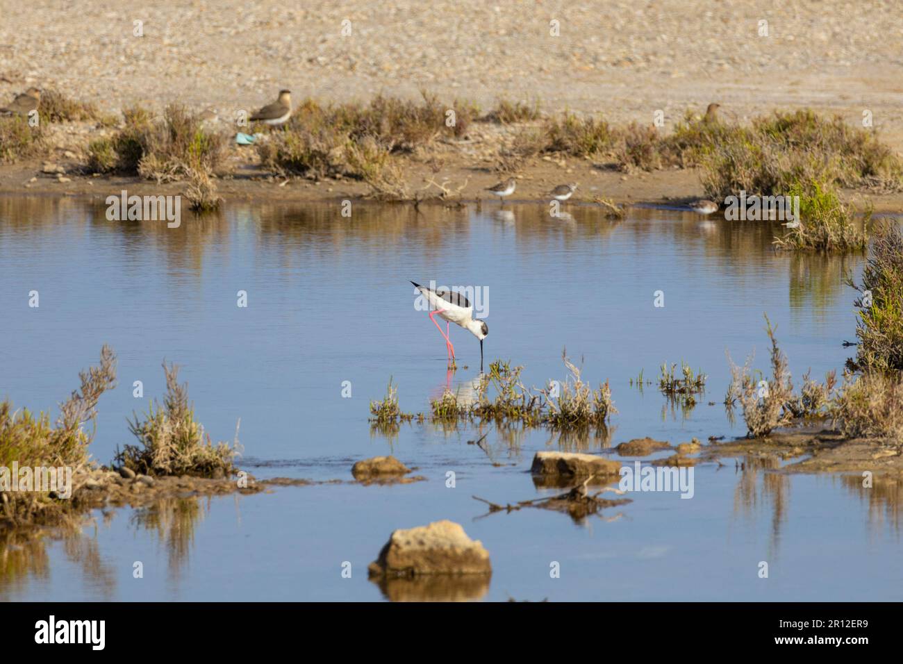 Réserve naturelle de Punta entina sabinar, stilts à ailes noires (Himantopus himantopus), roquetas de mar, almeria, espagne Banque D'Images