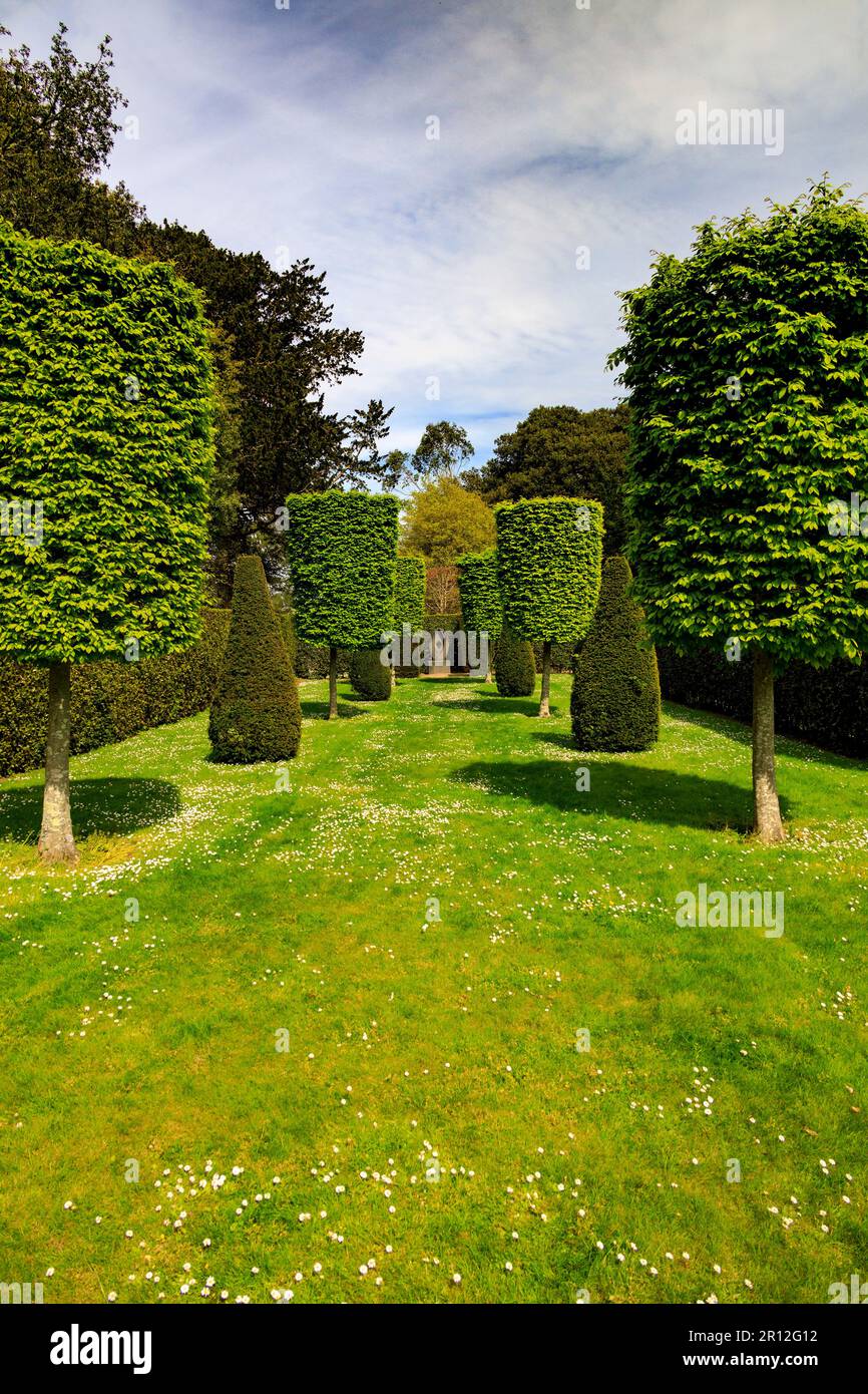Topiaire assorti de ragoût et de charme dans le Jubilee Garden au Mount Edgcombe Country Park, Cornouailles, Angleterre, Royaume-Uni Banque D'Images