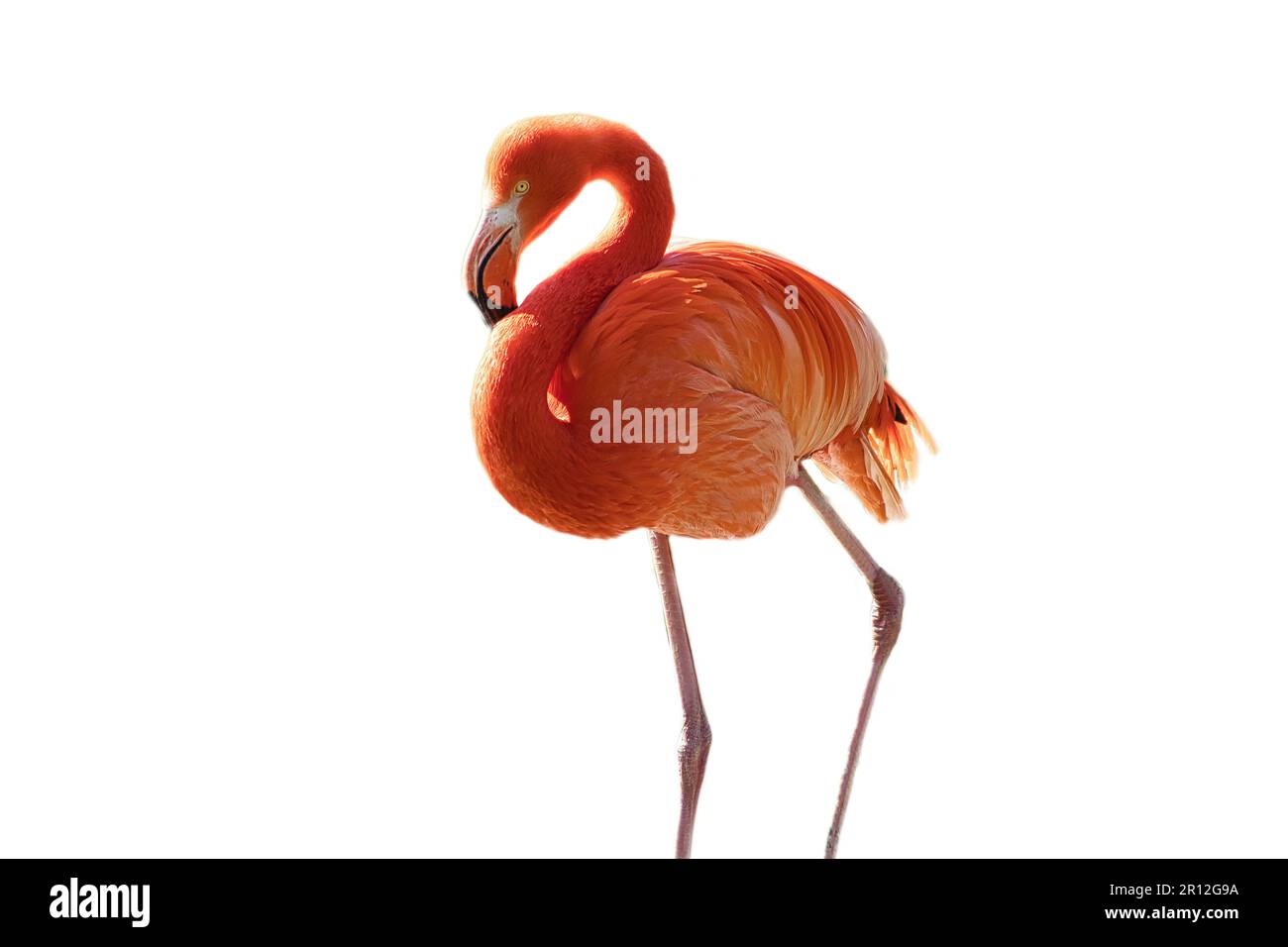 Flamingo, isolé, détaché, à éditer. oiseau rouge rose. Un plumage élégant. Oiseau tropical. simple en position debout Banque D'Images
