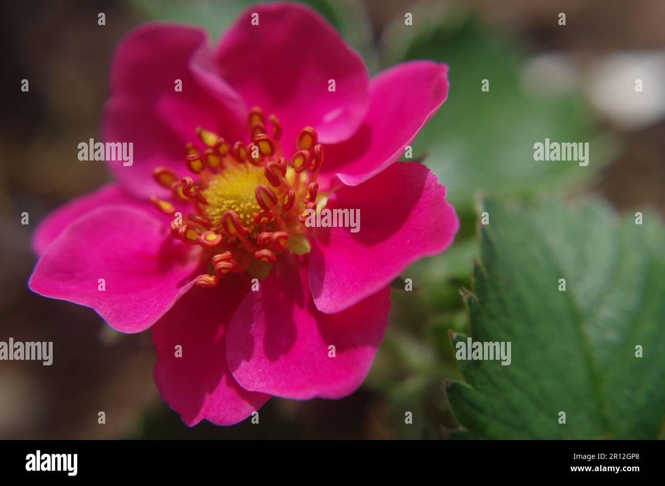 Fleur de fraise rouge. Banque D'Images