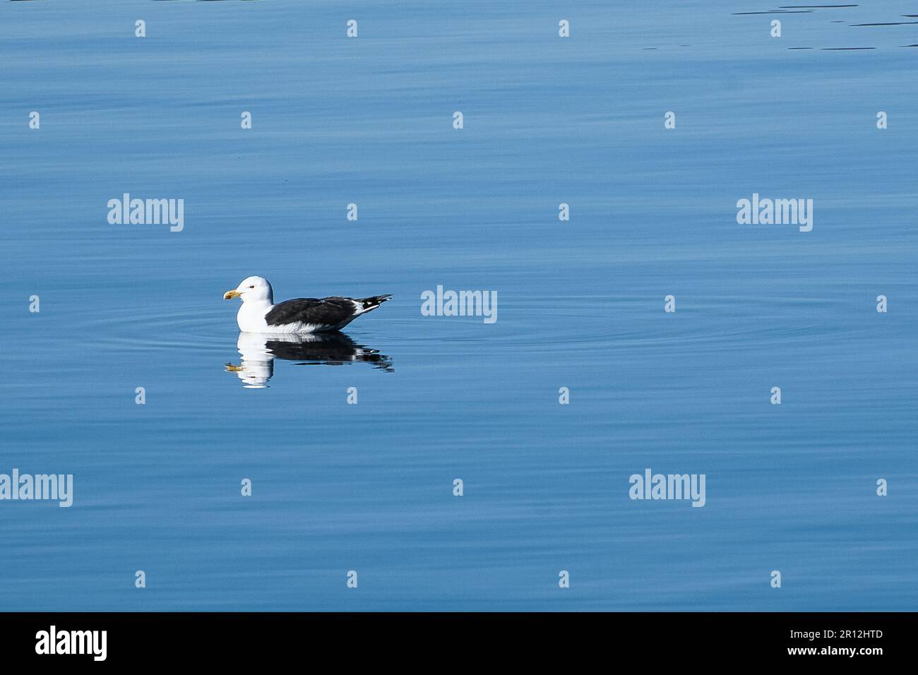 le mouette nage sur le fjord de Norvège dans une eau calme. L'oiseau de mer se reflète dans l'eau. Photo d'animal de Scandinavie Banque D'Images