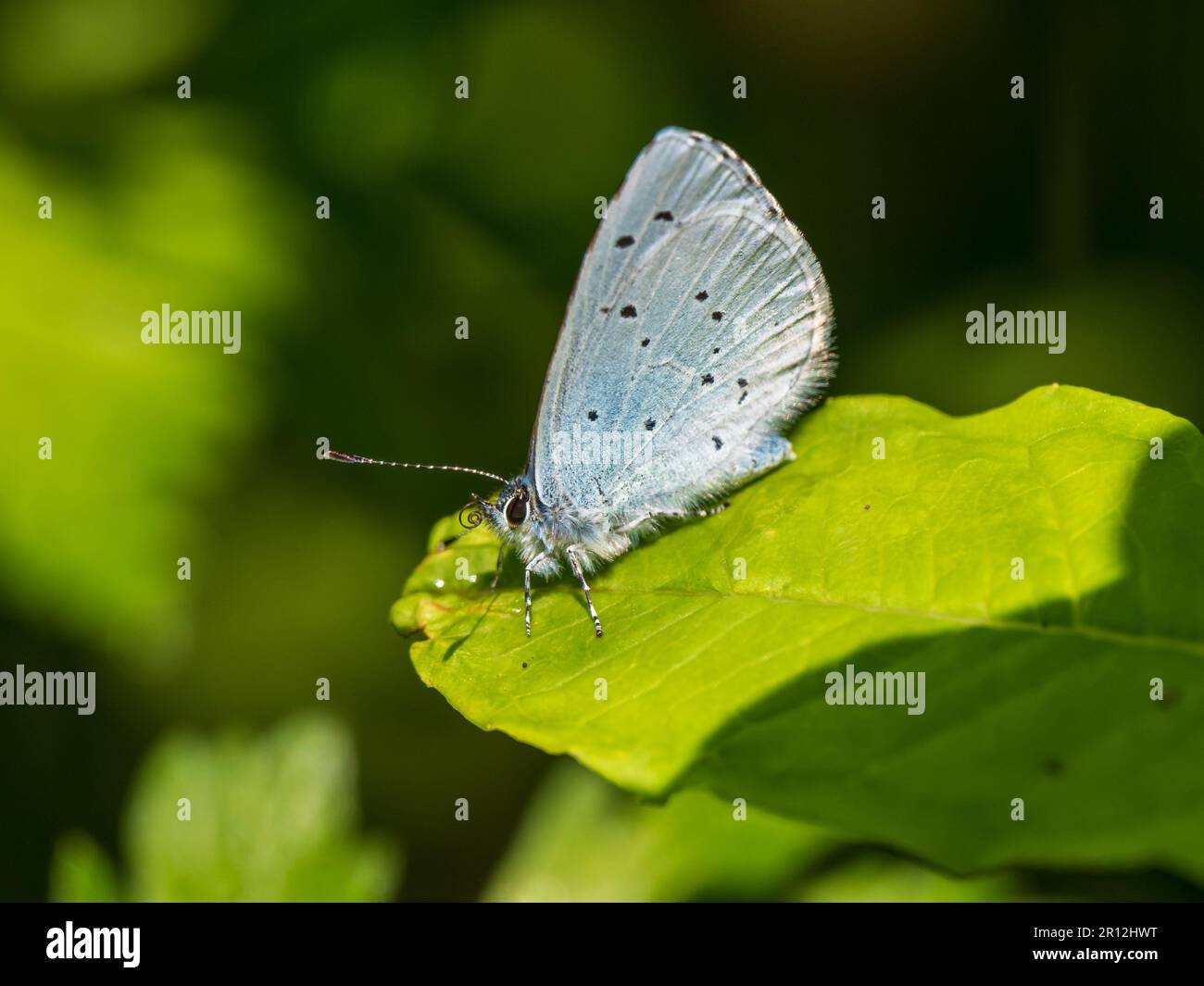Holly Blue Butterfly reposant sur une feuille Banque D'Images