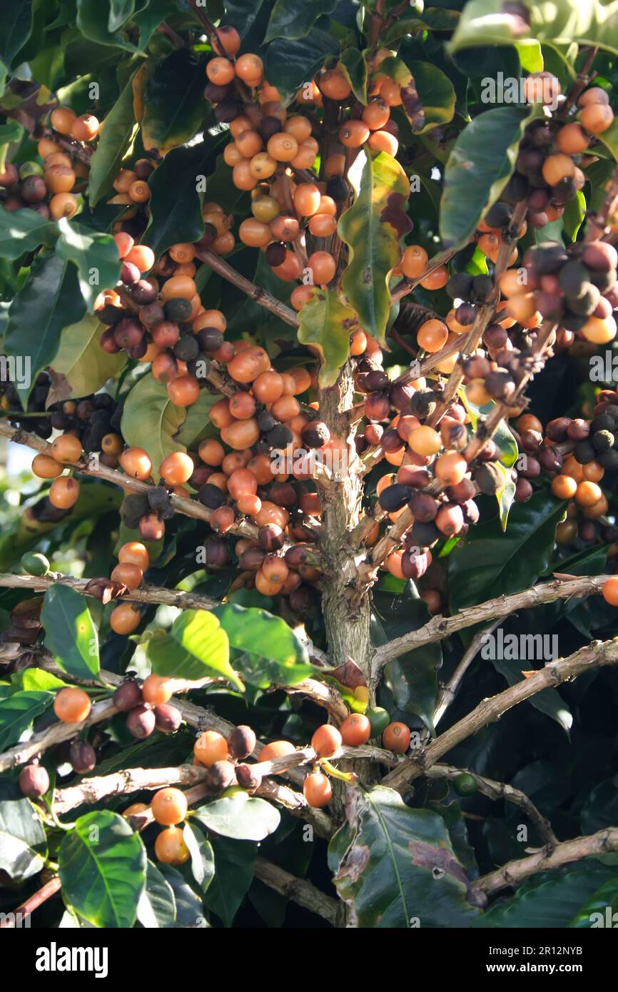 Voir la ferme avec la plantation de café au Brésil - Cafe do Brasil Banque D'Images