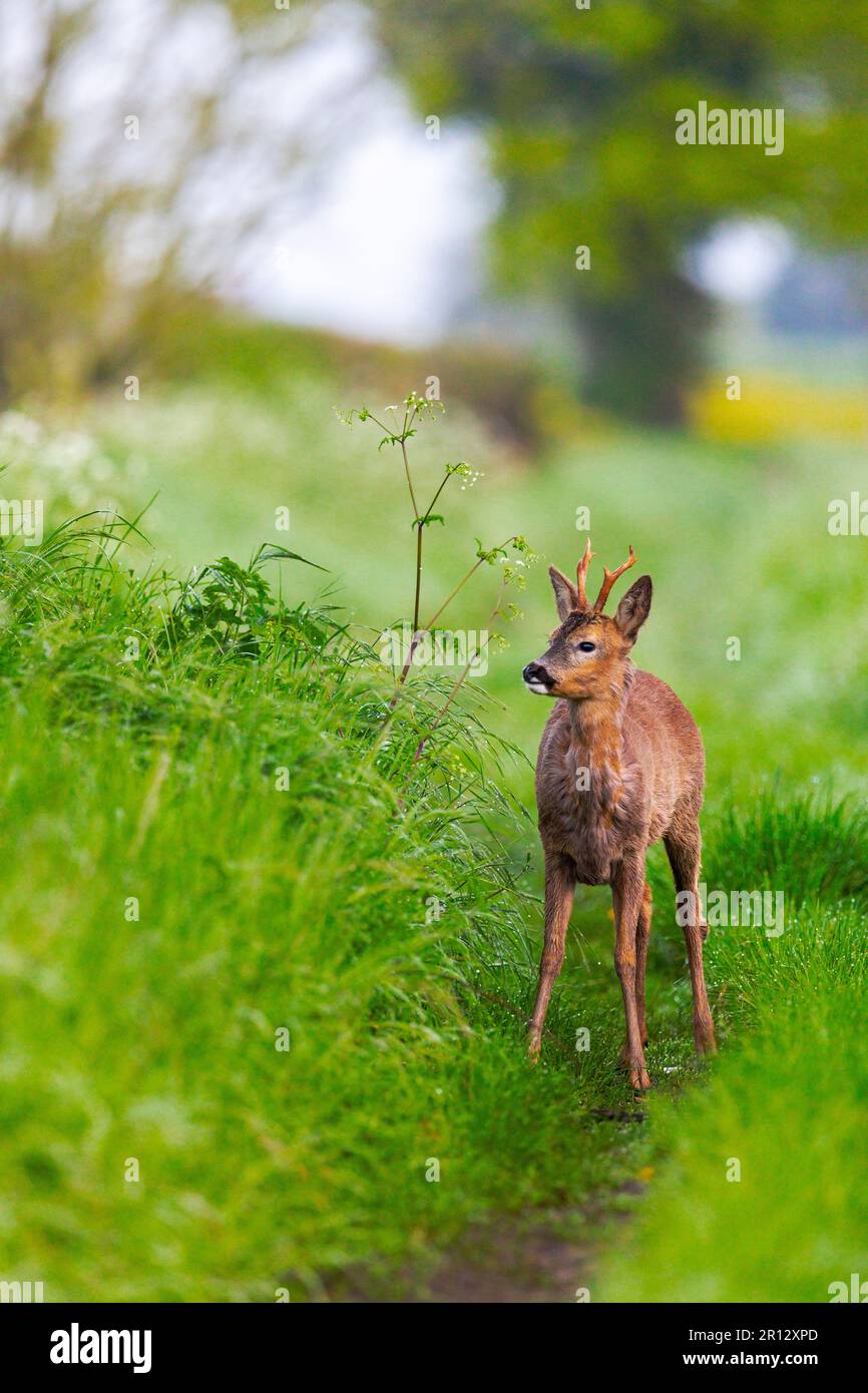 Un buck d'un an au milieu de son moult printanier a favorisé l'habitat de hedgerow. Son frère jumeau est caché à proximité en allaitant une jambe cassée. Banque D'Images