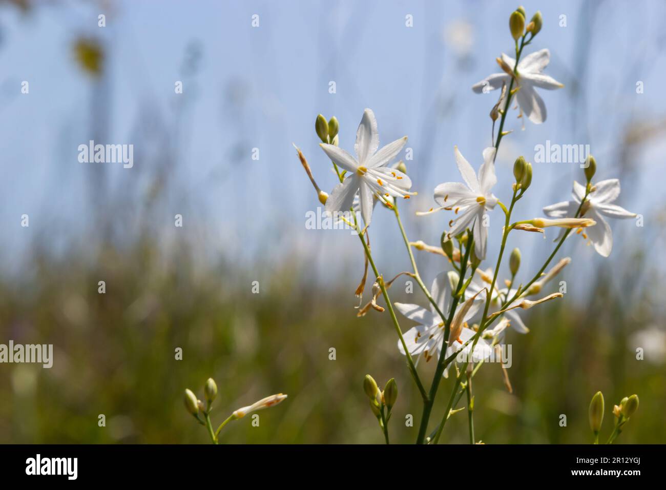 Fleurs blanches et jaunes fragiles d'Anthericum ramosum, en forme d'étoile, poussant dans une prairie dans la nature, fond vert flou, couleurs chaudes, un brillant Banque D'Images