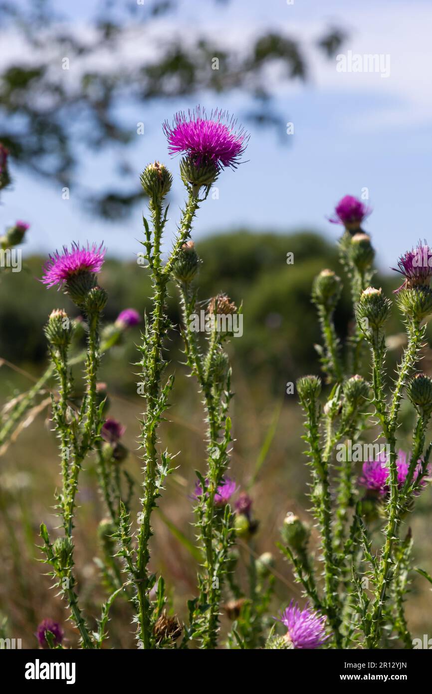 Béni fleurs de chardon au champ, gros plan. Remède à base de plantes de Silybum marianum, chardon de Saint Mary's, chardon de Marian Scotch, Marie Thistle, Cardus mar Banque D'Images