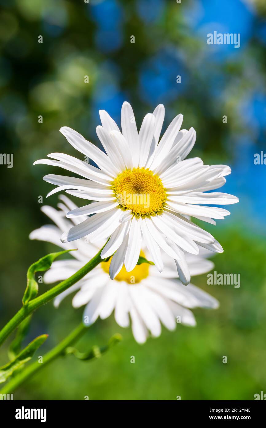 Une fleur vive de gros plan. Leucanthemum vulgare, communément connu sous le nom de la Marguerite des yeux-bœuf, Marguerite des yeux-rouges, Marguerite des chiens. Banque D'Images