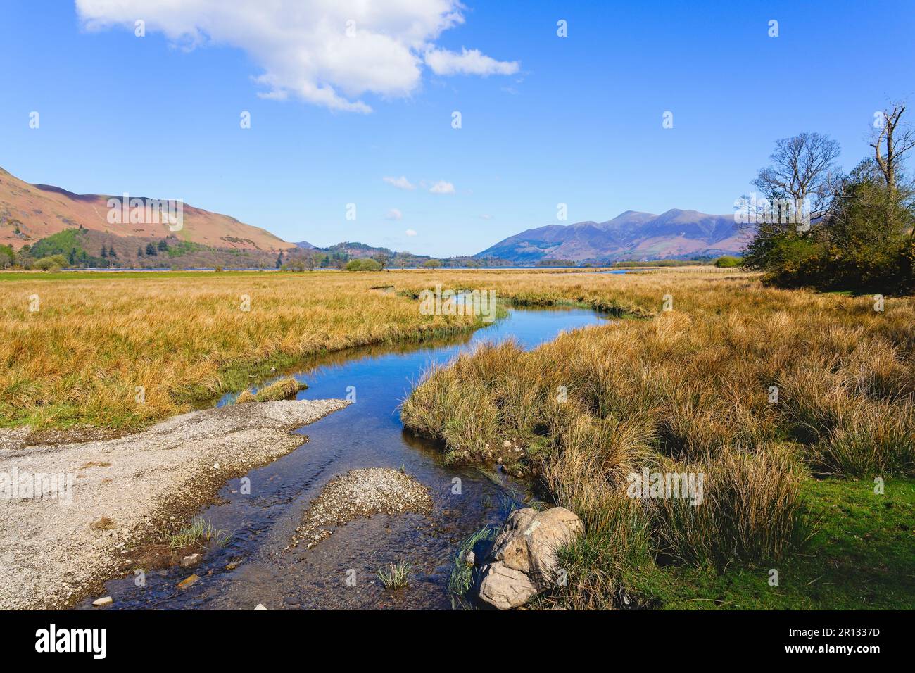 Un ruisseau peu profond traverse les marais et entre les lits de roseaux de Derwent Water. Banque D'Images