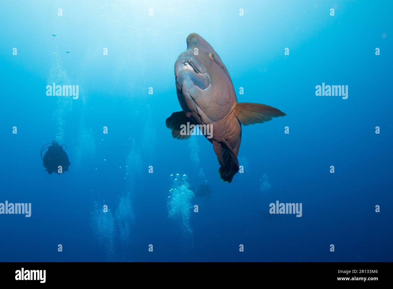 Napoléon Banque D'Images