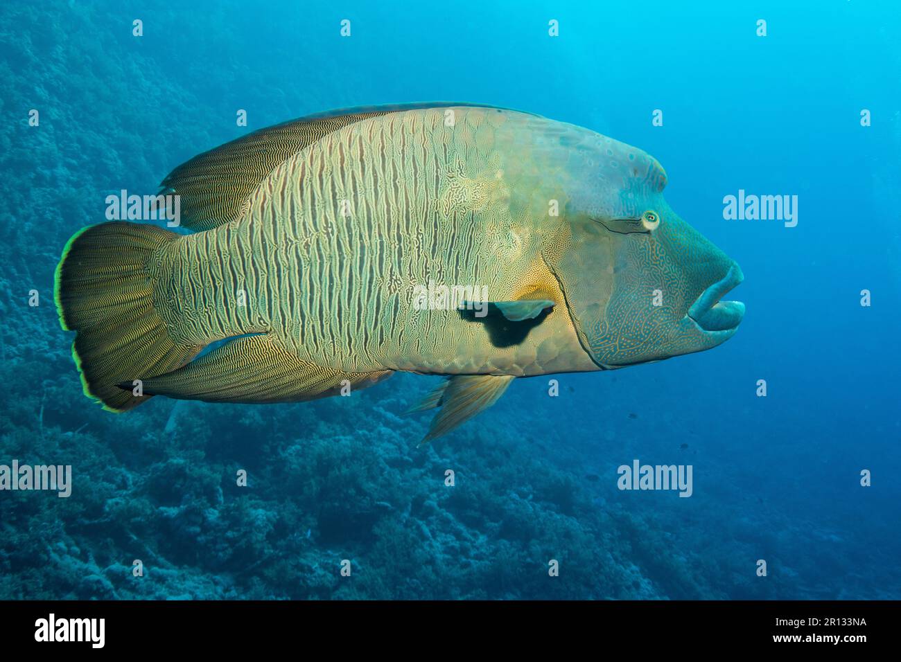 Napoléon Banque D'Images