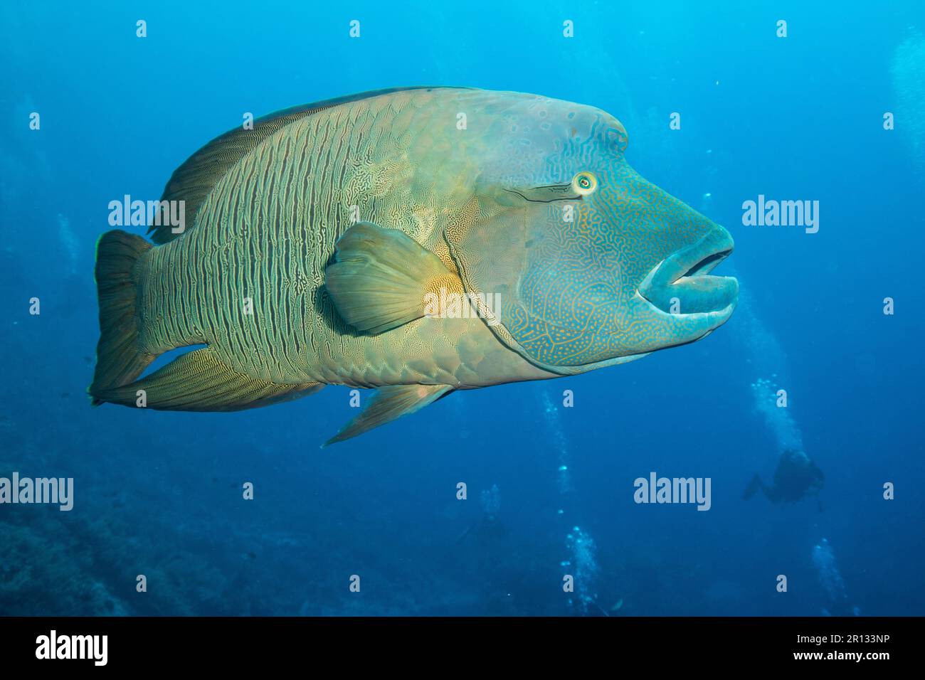 Napoléon Banque D'Images