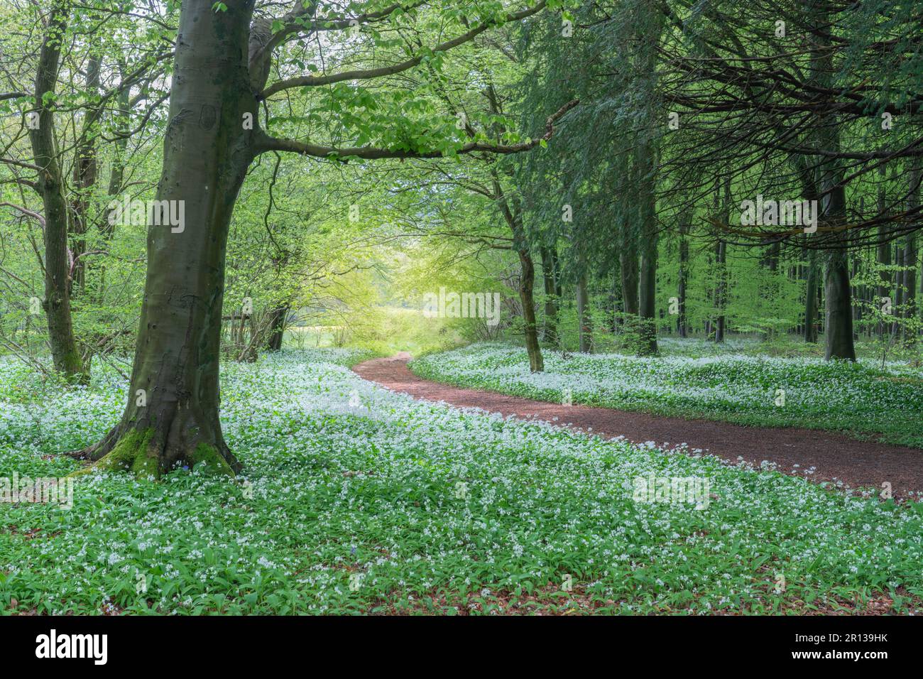 Forêt d'ail sauvage de West Sussex Banque D'Images