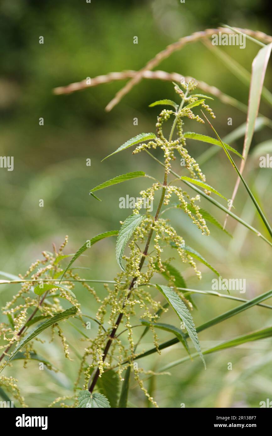 Dans un pré entre l'herbe verte sont en floraison les plantes d'ortie blanche, album de Lamium. Il est originaire de toute l'Europe et de l'Asie, en pleine croissance Banque D'Images
