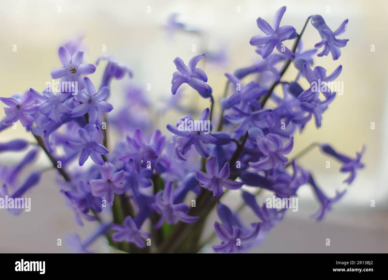 Délicate floraison Scylla, fond. Un bouquet fraîchement assemblé de couleur violet de bleu de printemps rend le look agréable. Banque D'Images