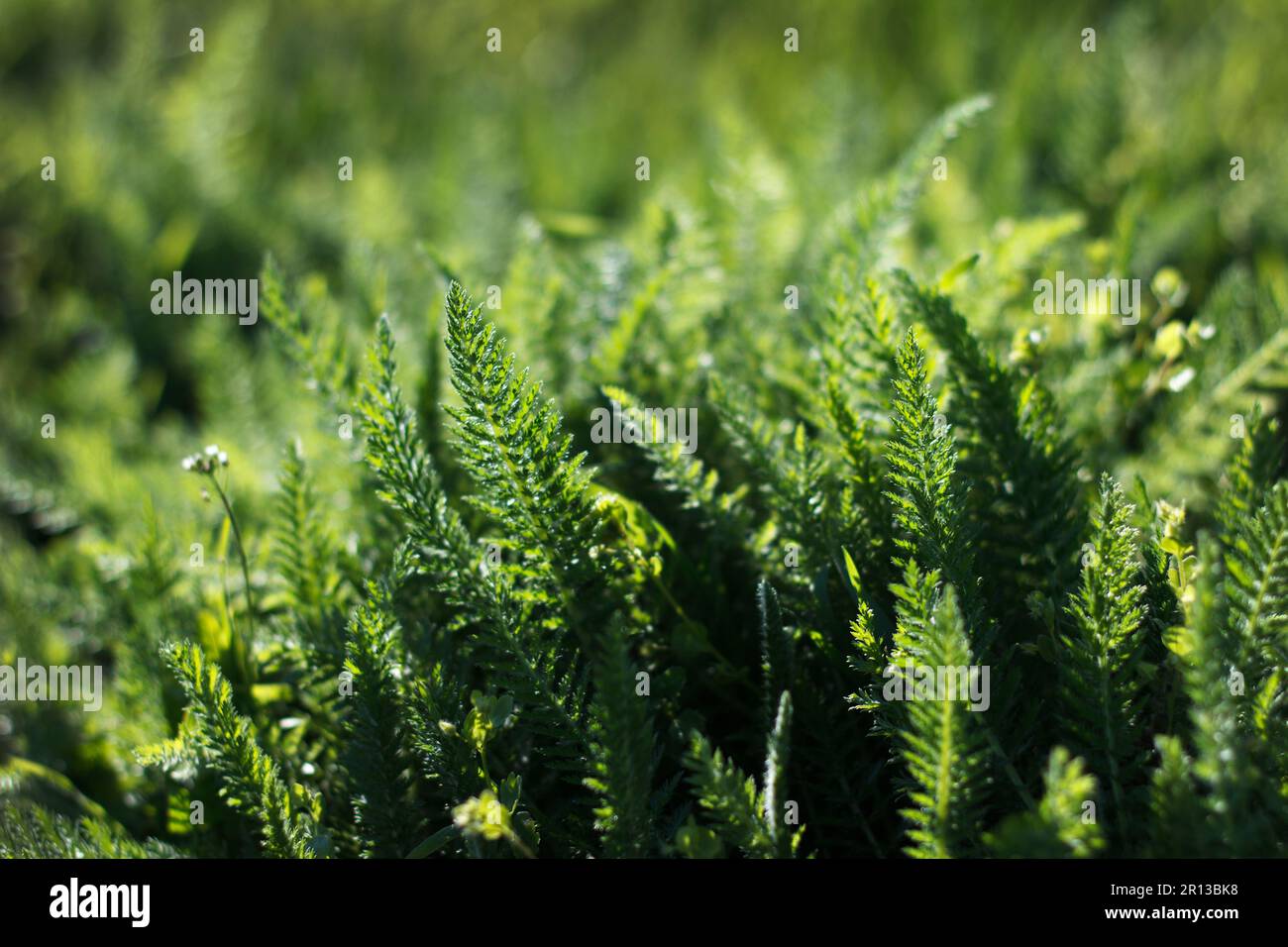 L'herbe juteuse épaisse et verte de beauté pousse le printemps sur la pelouse en plein soleil, en arrière-plan Banque D'Images