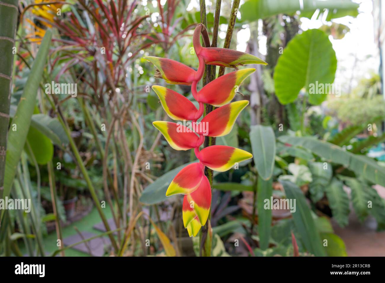 Fleur rouge de rostrata d'Heliconia, oiseau du Paradis, langoustines et perrotsbeak Banque D'Images