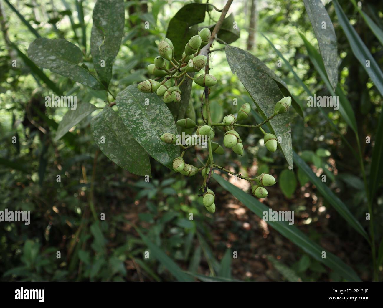 Gros plan d'un groupe de fruits verts d'un arbre à noix de marquage (variété Semecarpus) au Sri Lanka. Cette plante endémique utilisation en Ayurveda pour traiter de nombreuses maladies Banque D'Images