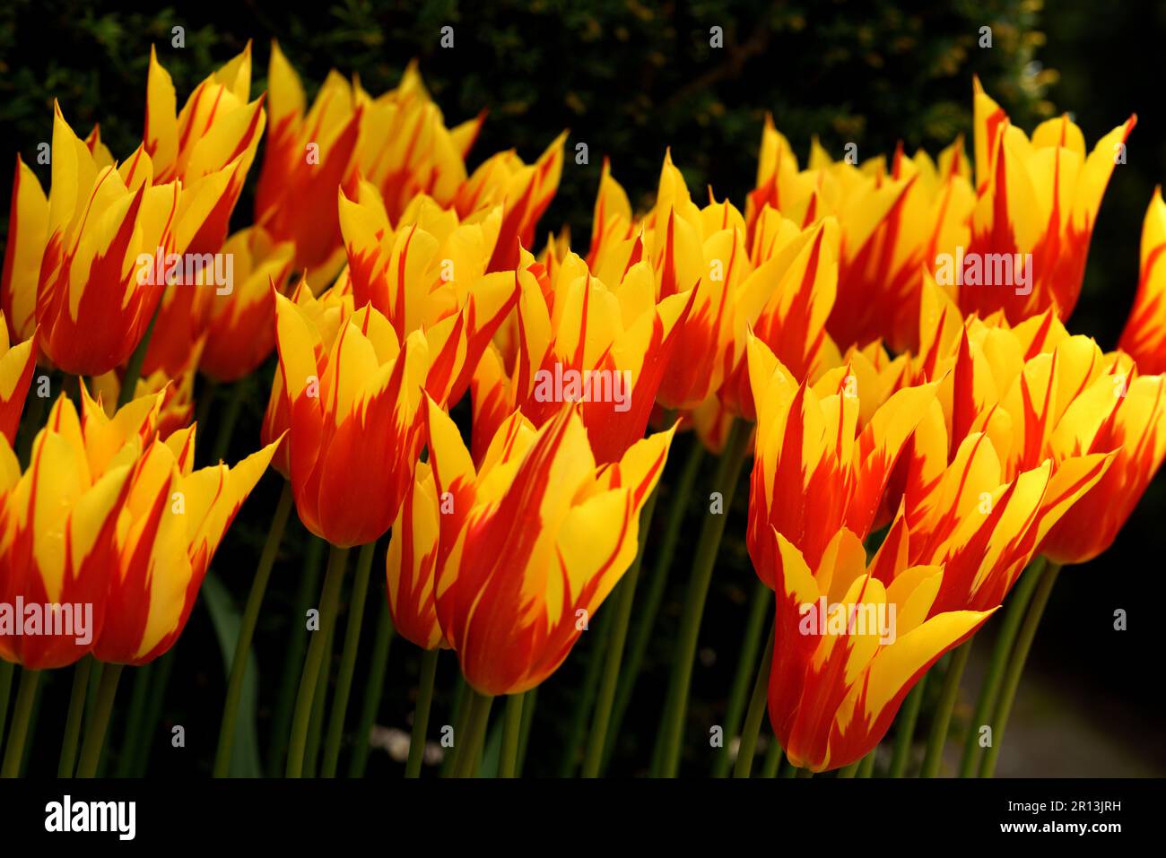 Ailes de tulipes. Banque D'Images